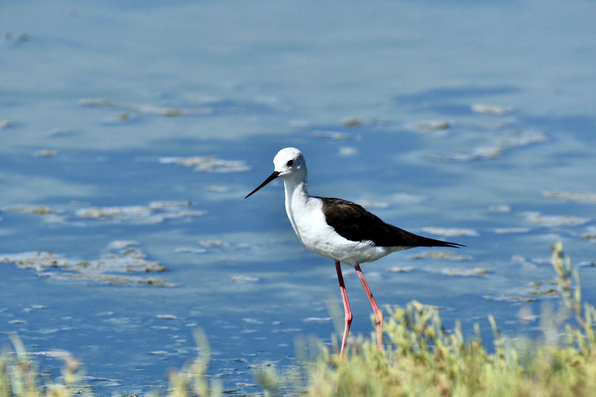 Comacchio Salt Pan