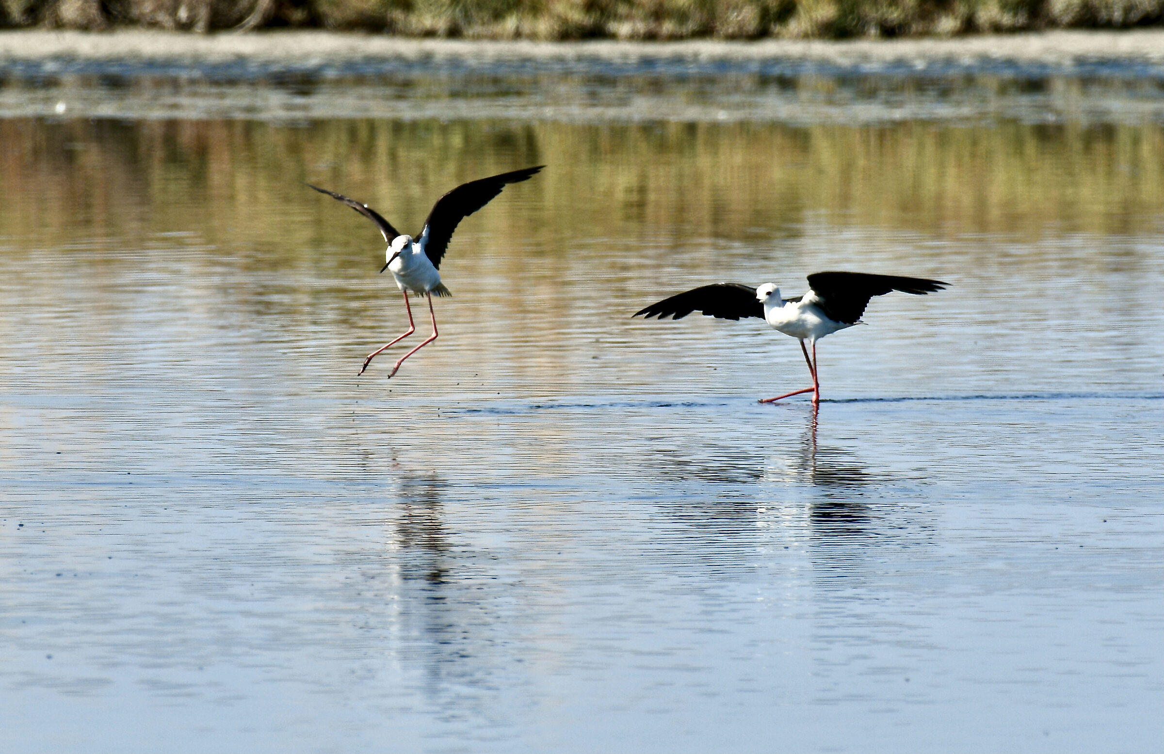 Comacchio Salt Pan