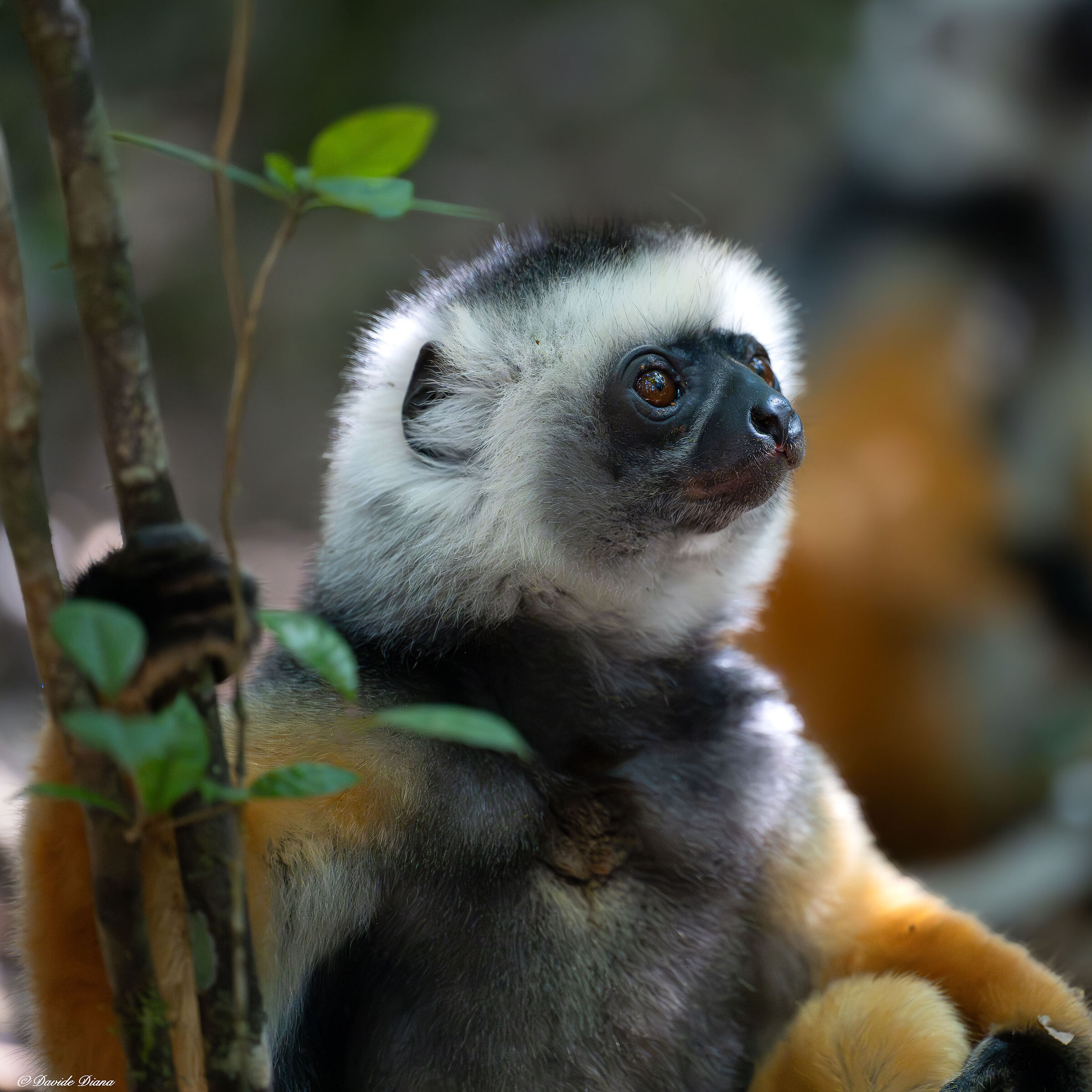 Sifaka diadem