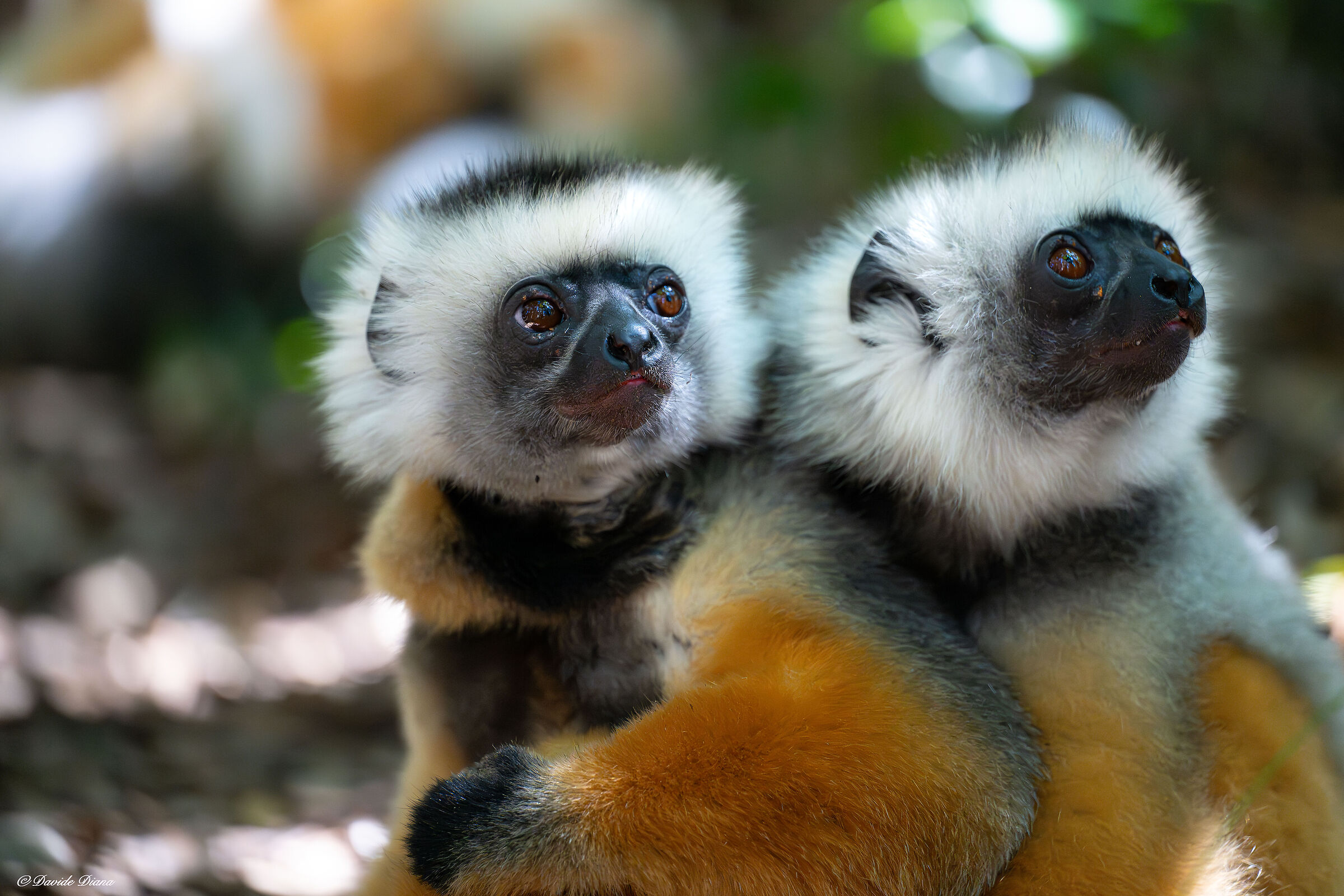 Sifaka diadem