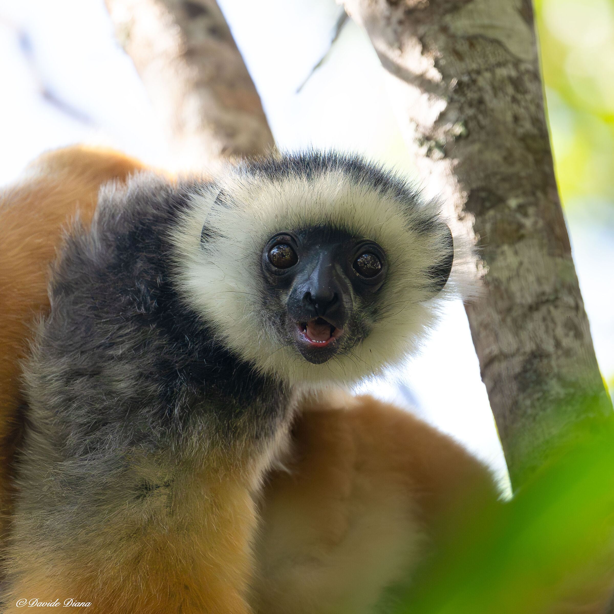 Sifaka diadem