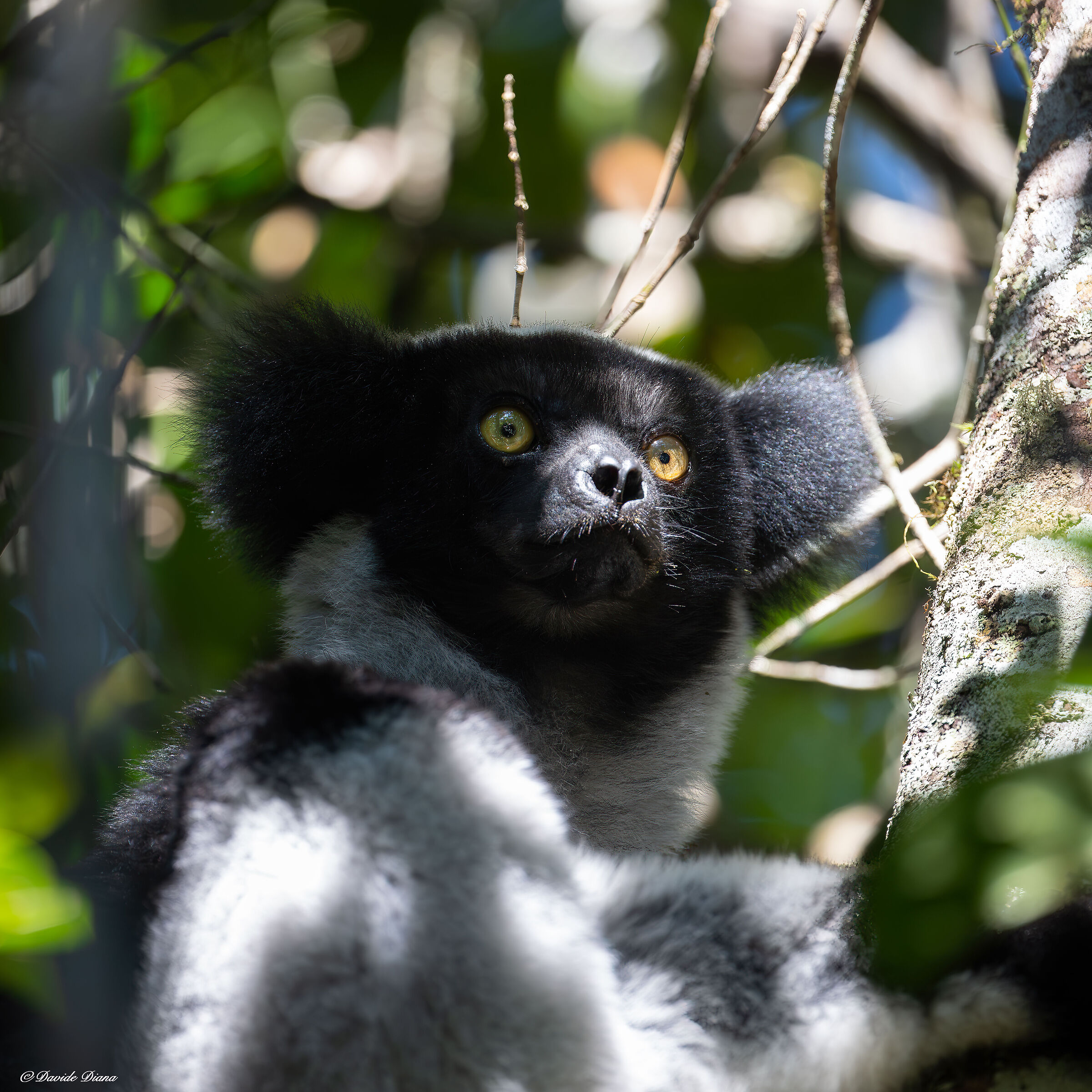 Indri