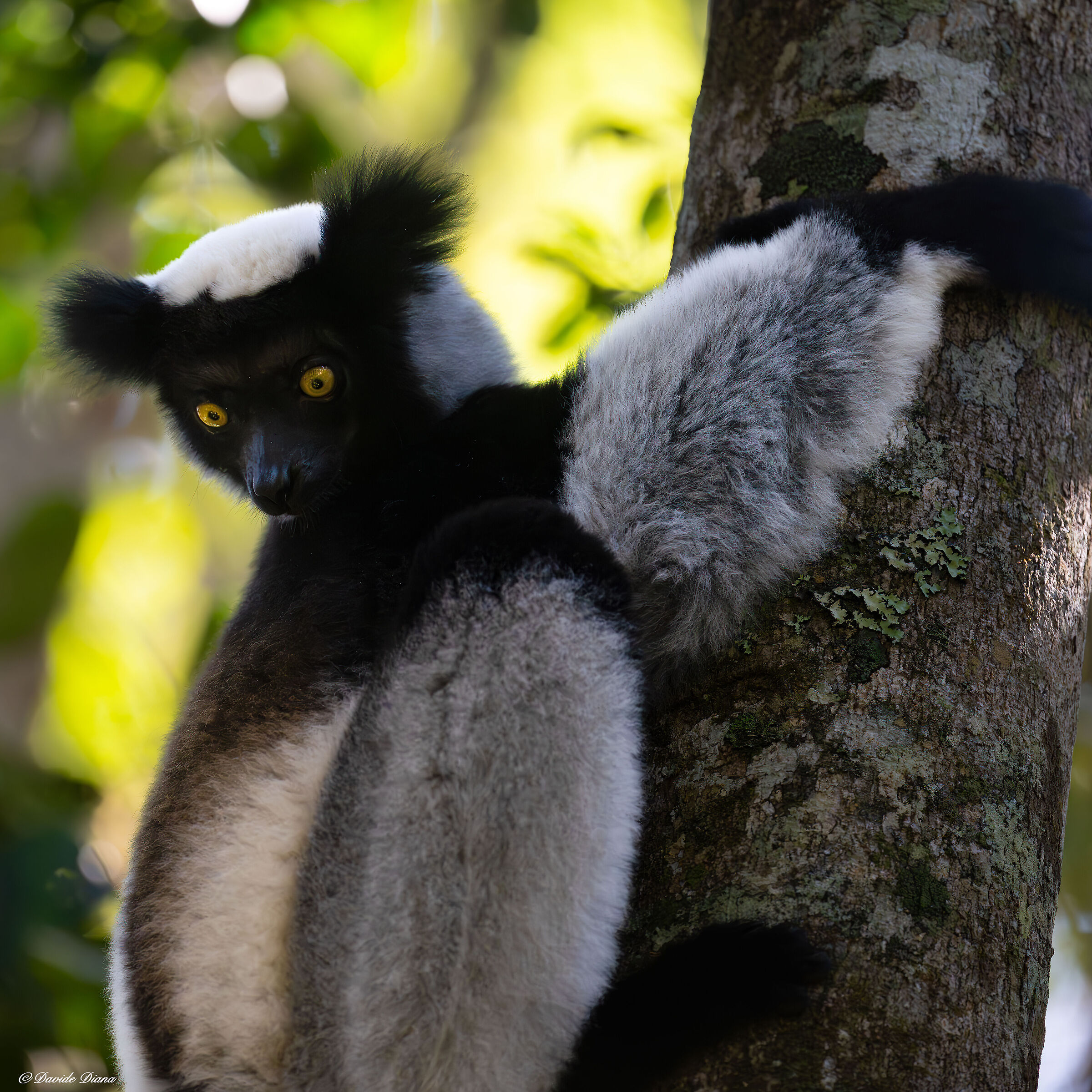 Indri