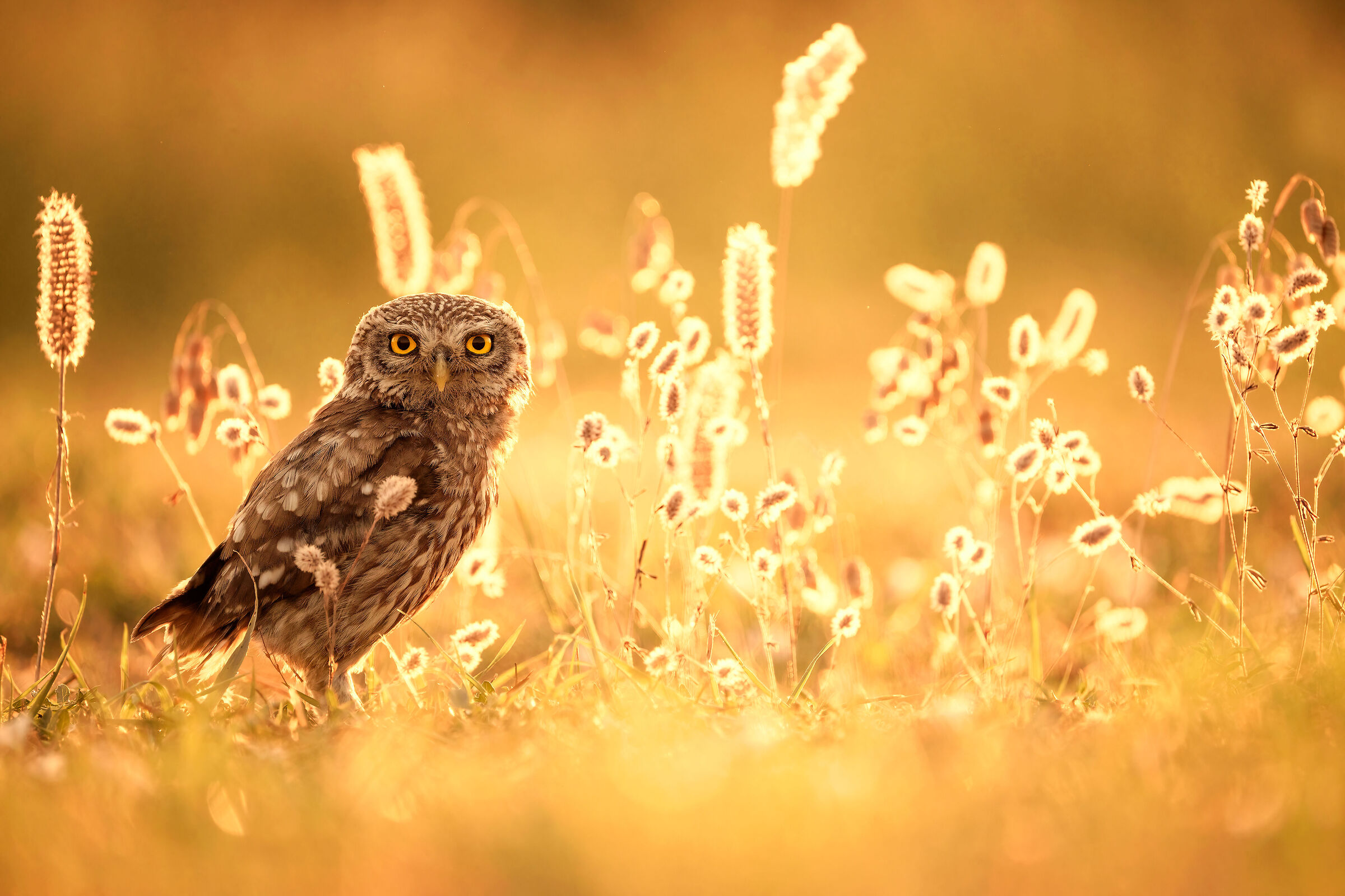 owl