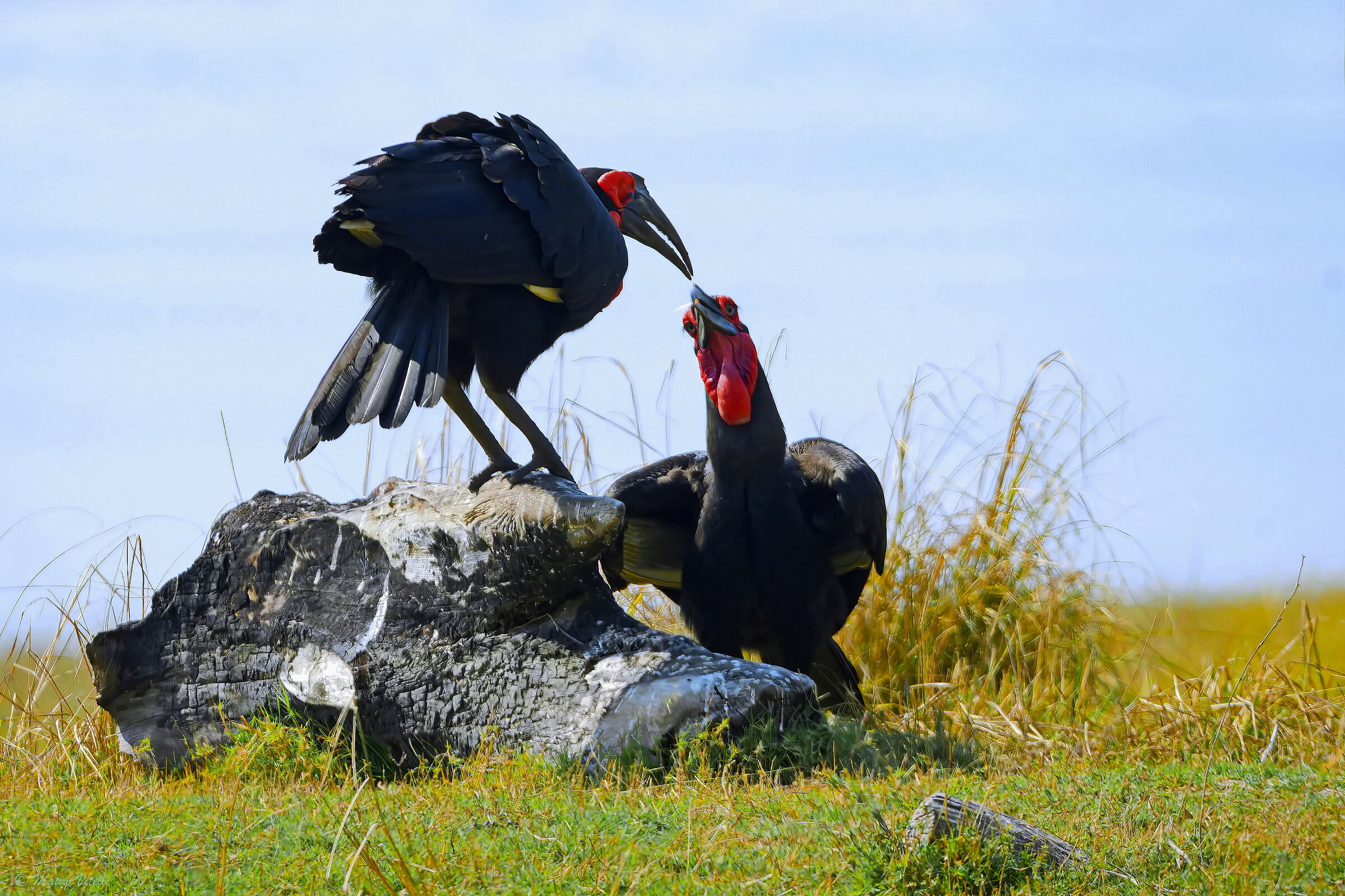 Bucorvo cafro (leadbeateri)