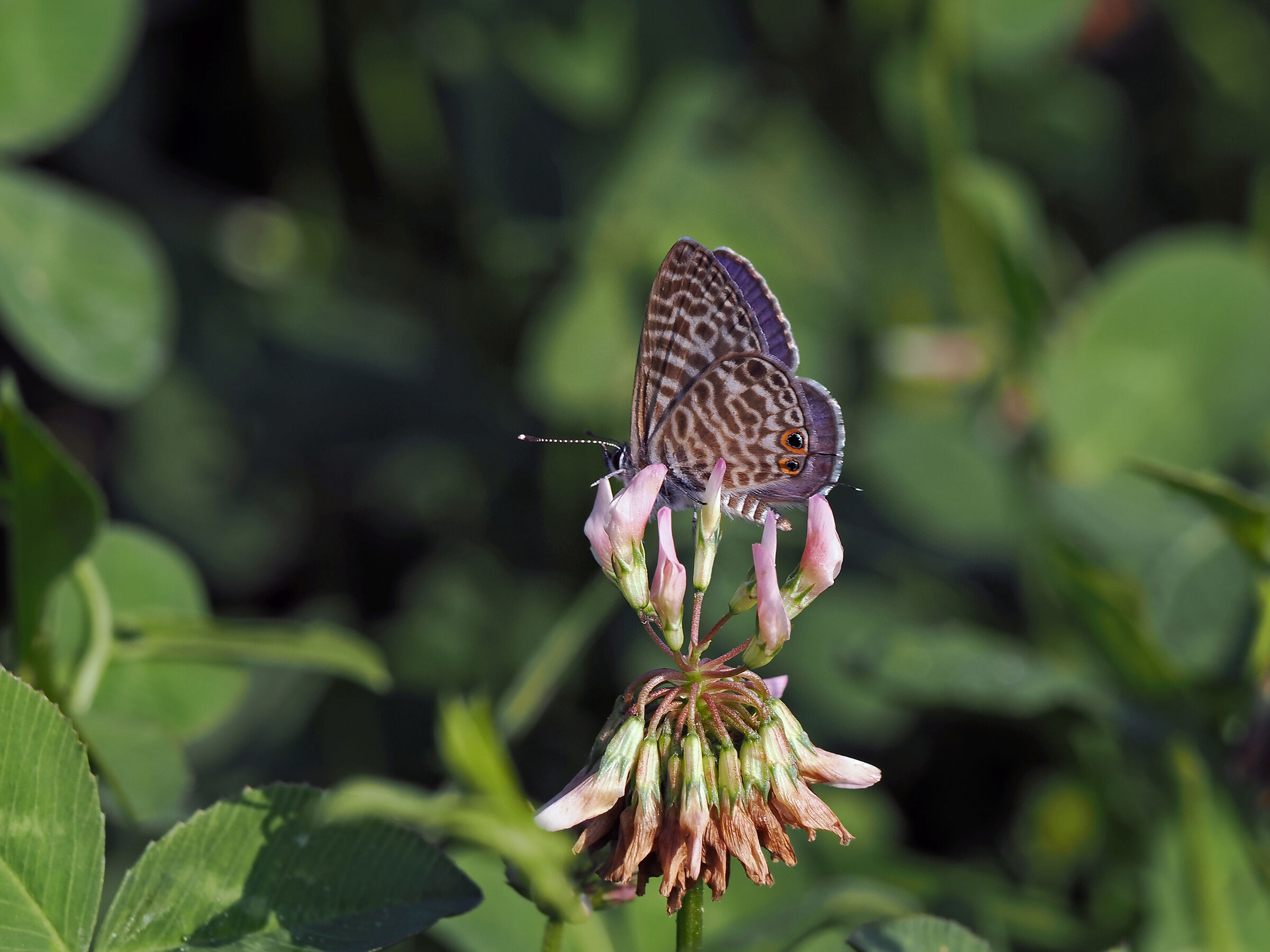Leptotes pirithous maschio