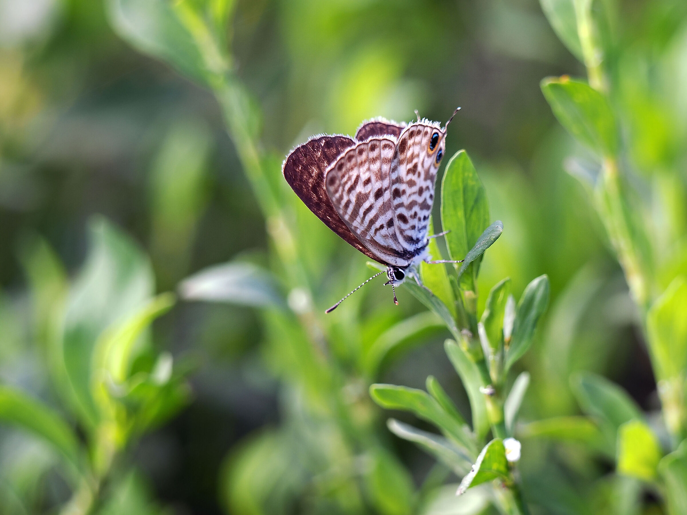Leptotes pirithous female