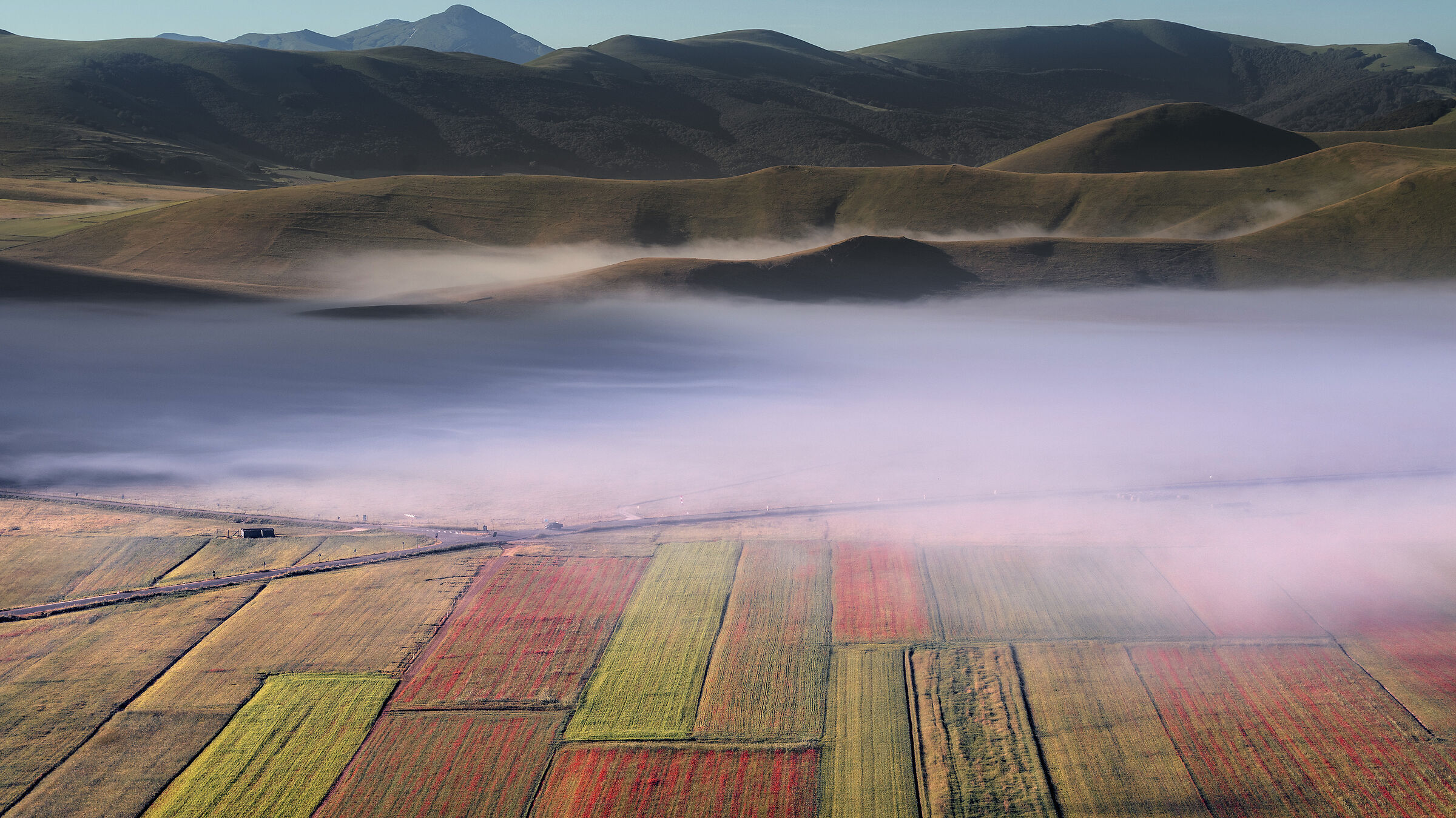 Castelluccio - Fioritura tardiva 2024