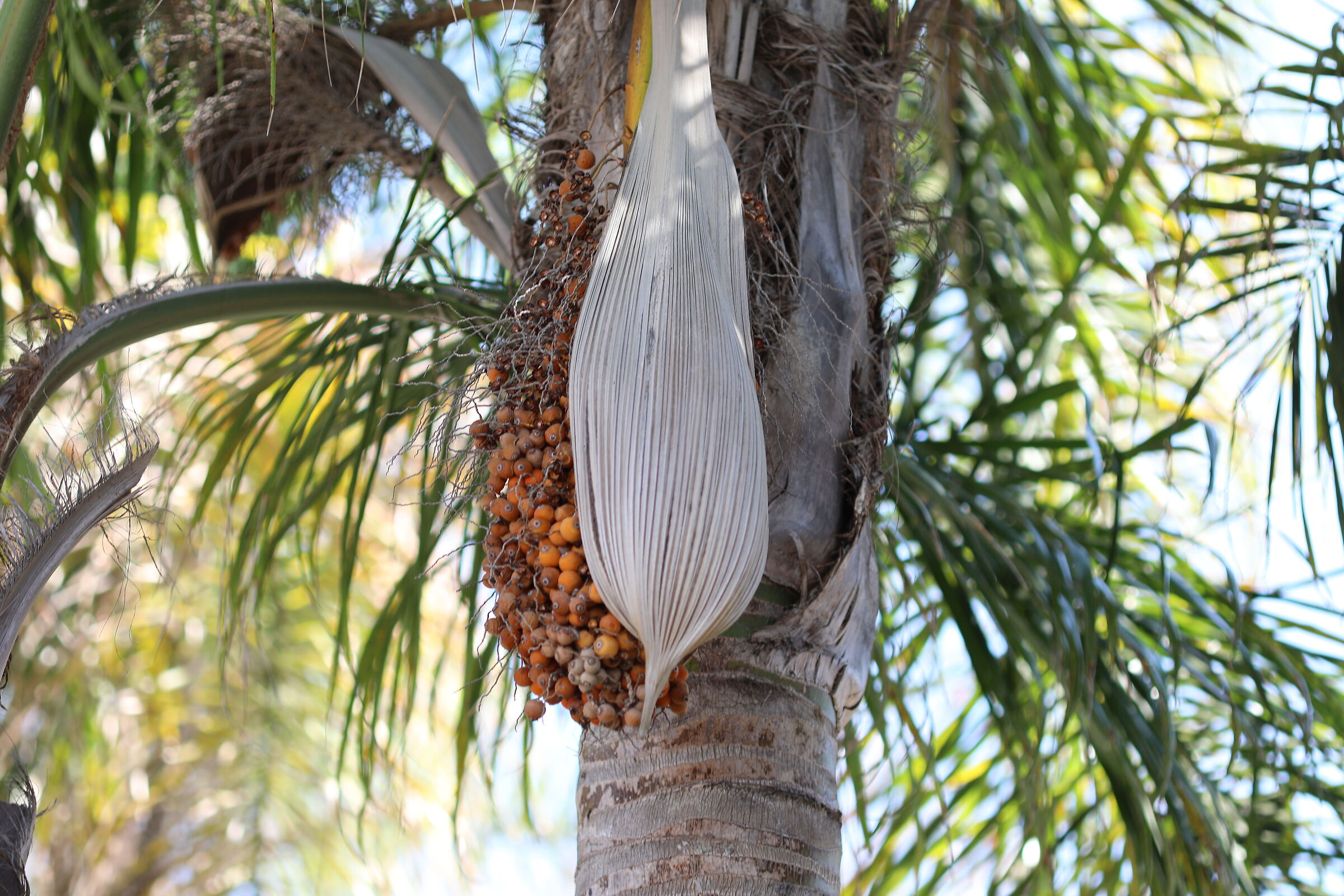 " Crop 189 " Canon 135 F. 2 L USM + TC 1.4 III