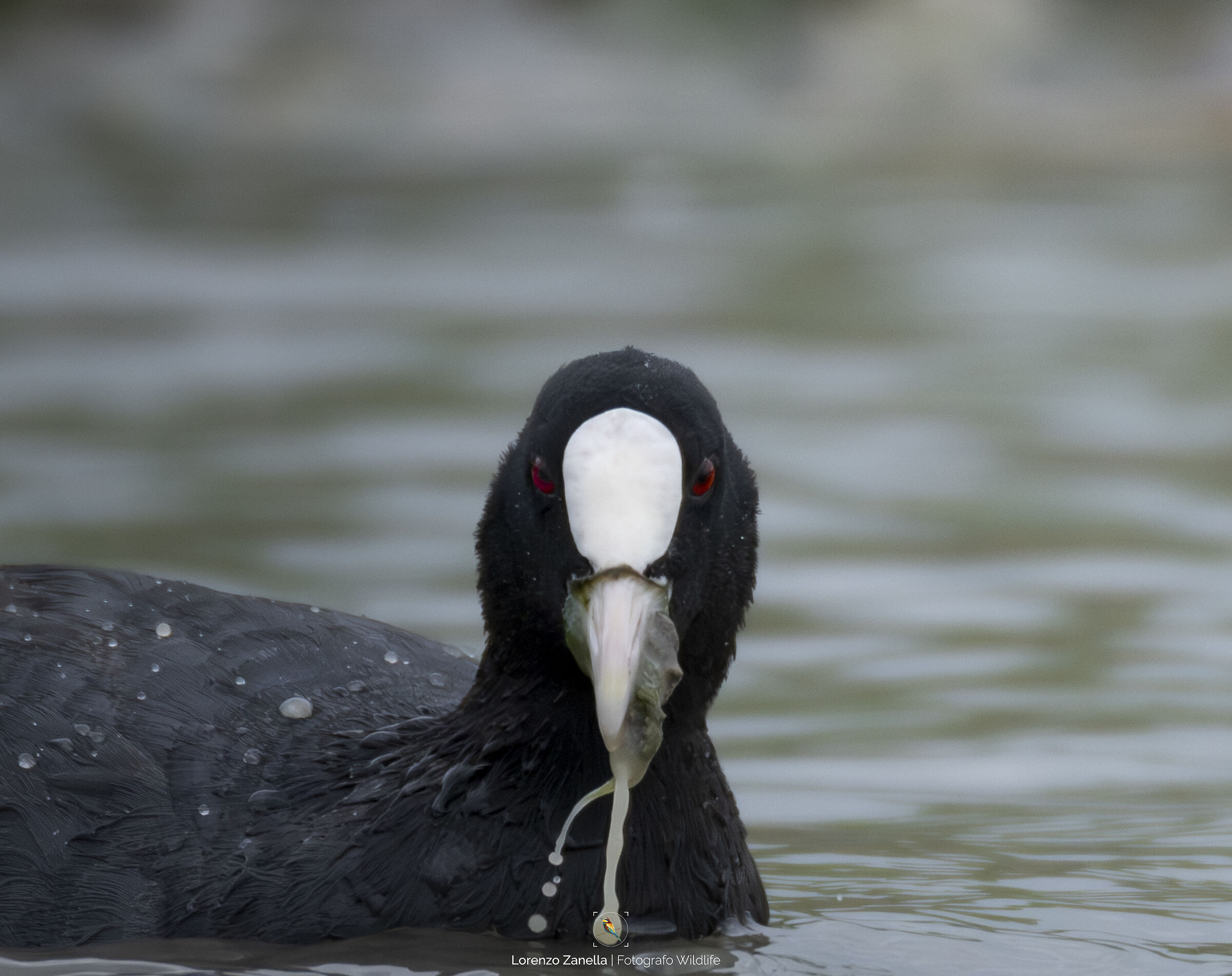 Folaga in alimentazione
