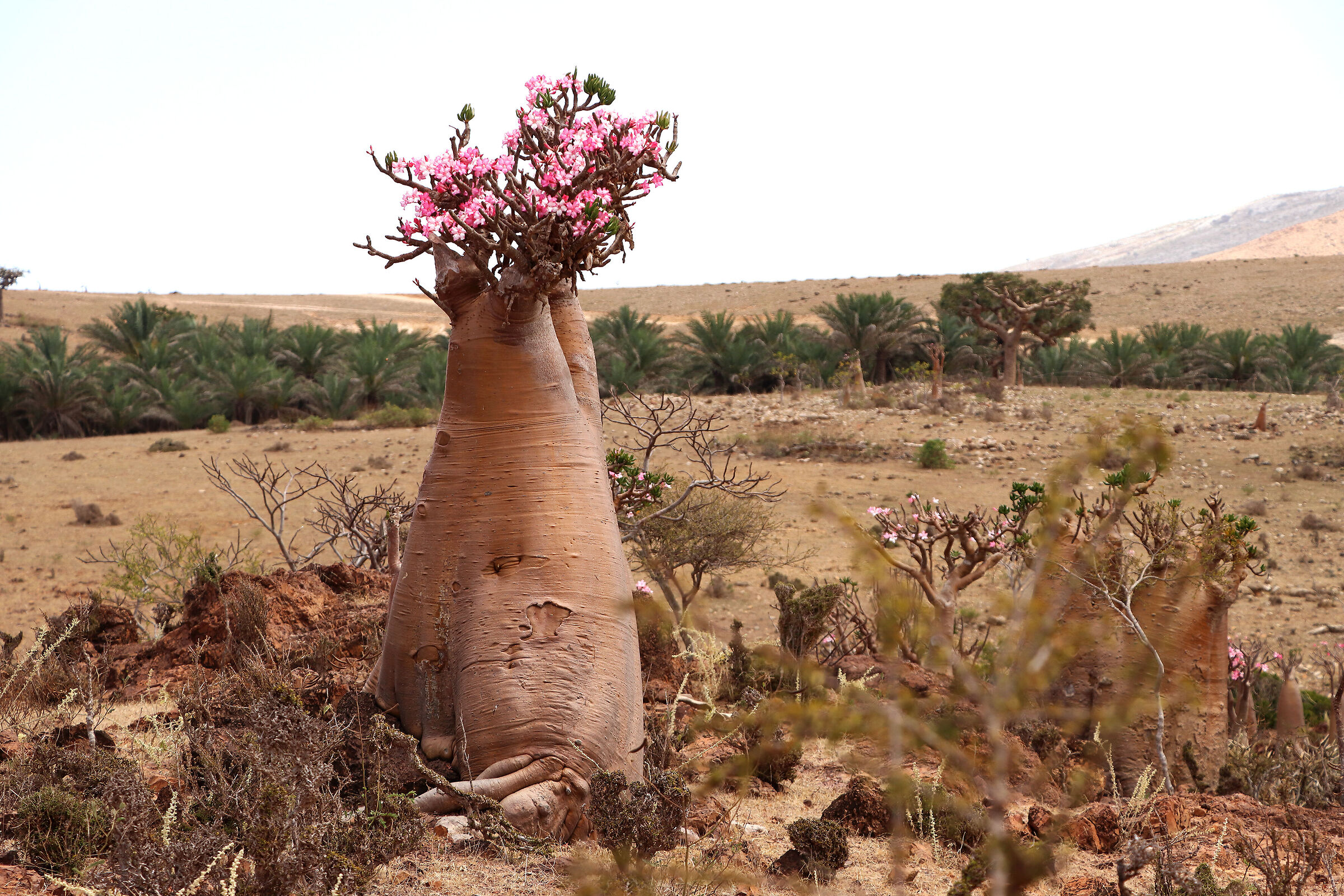 S O C O T R A - the desert rose