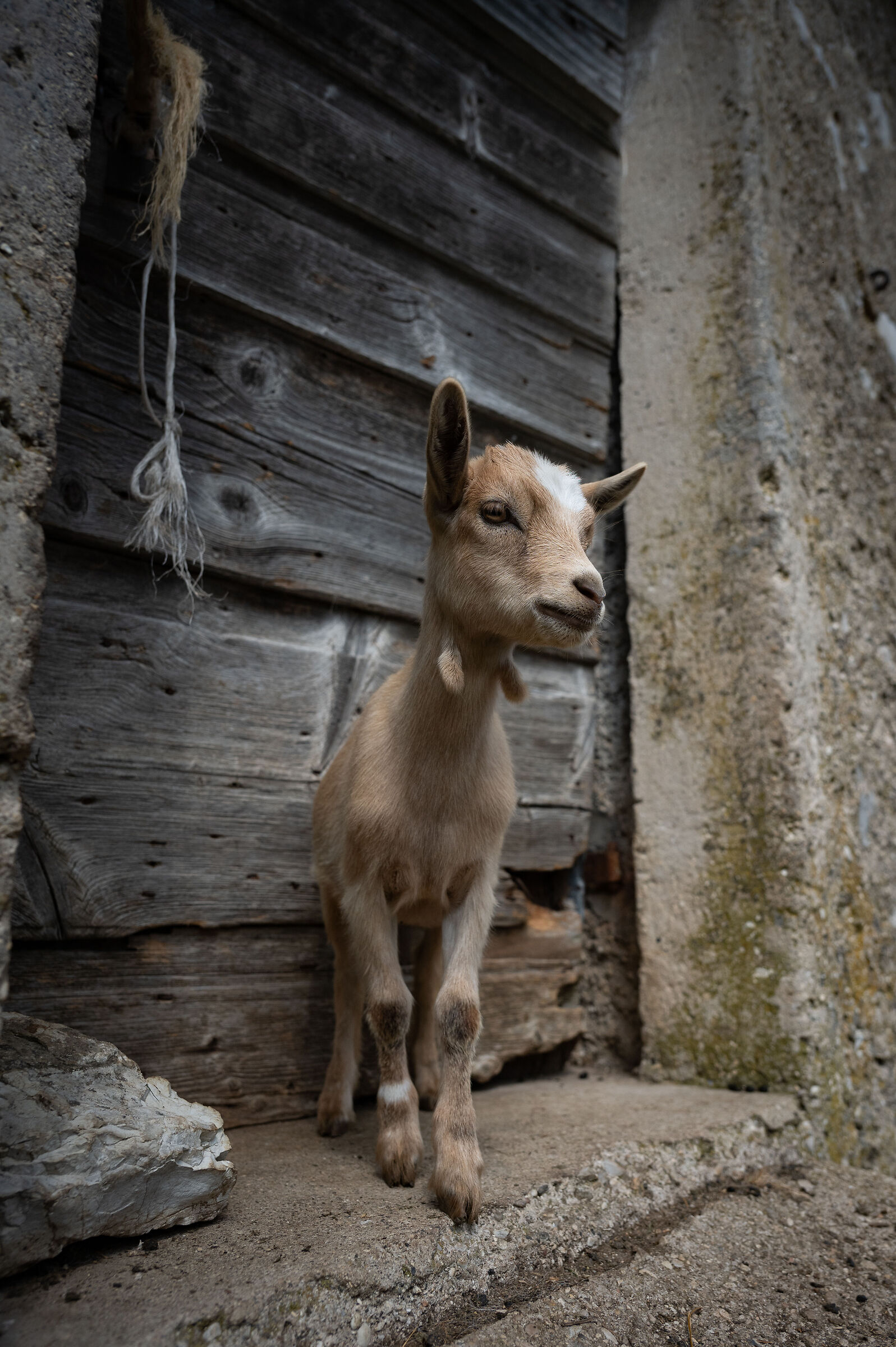 Inhabitant of the Alps