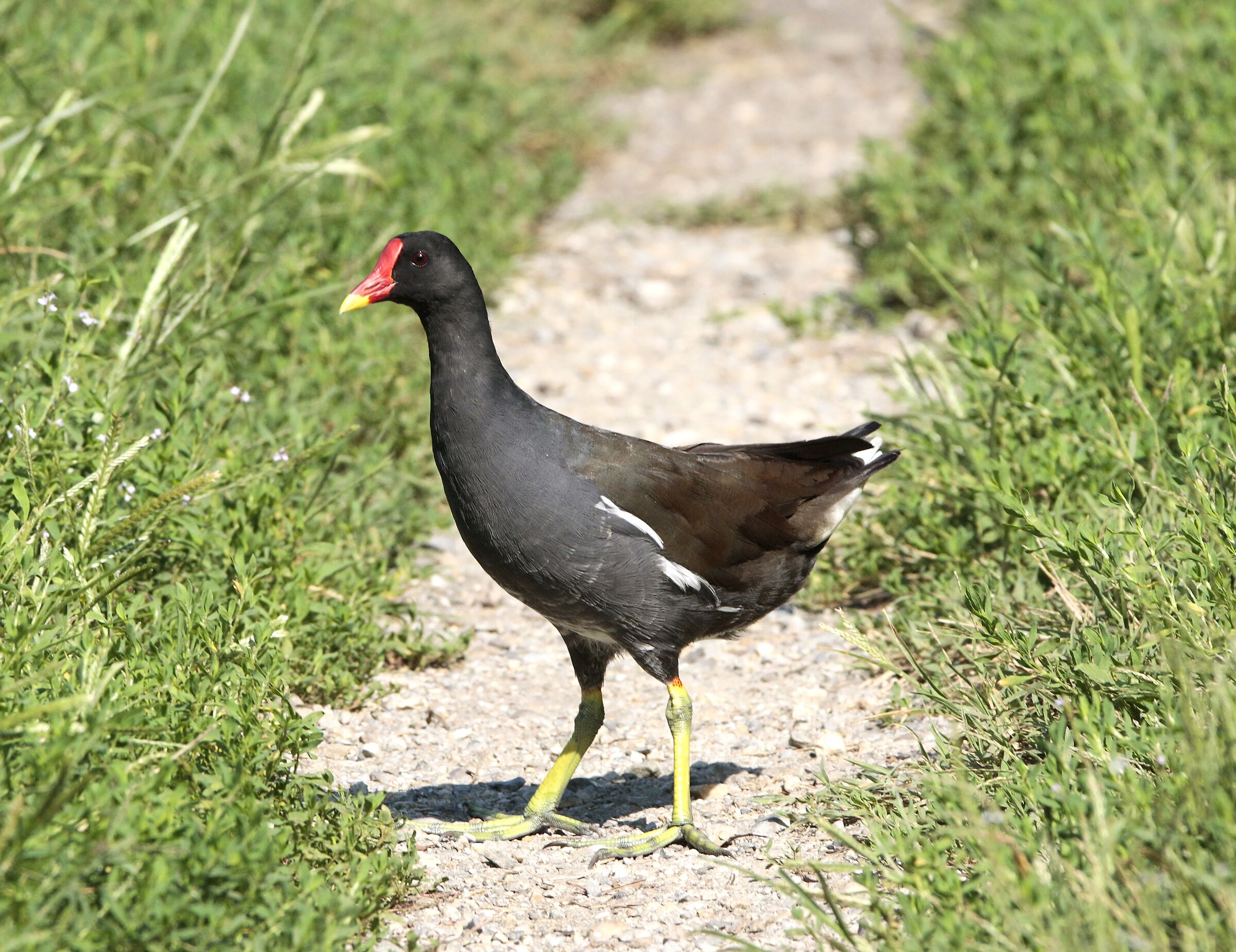 Gallinella in the open