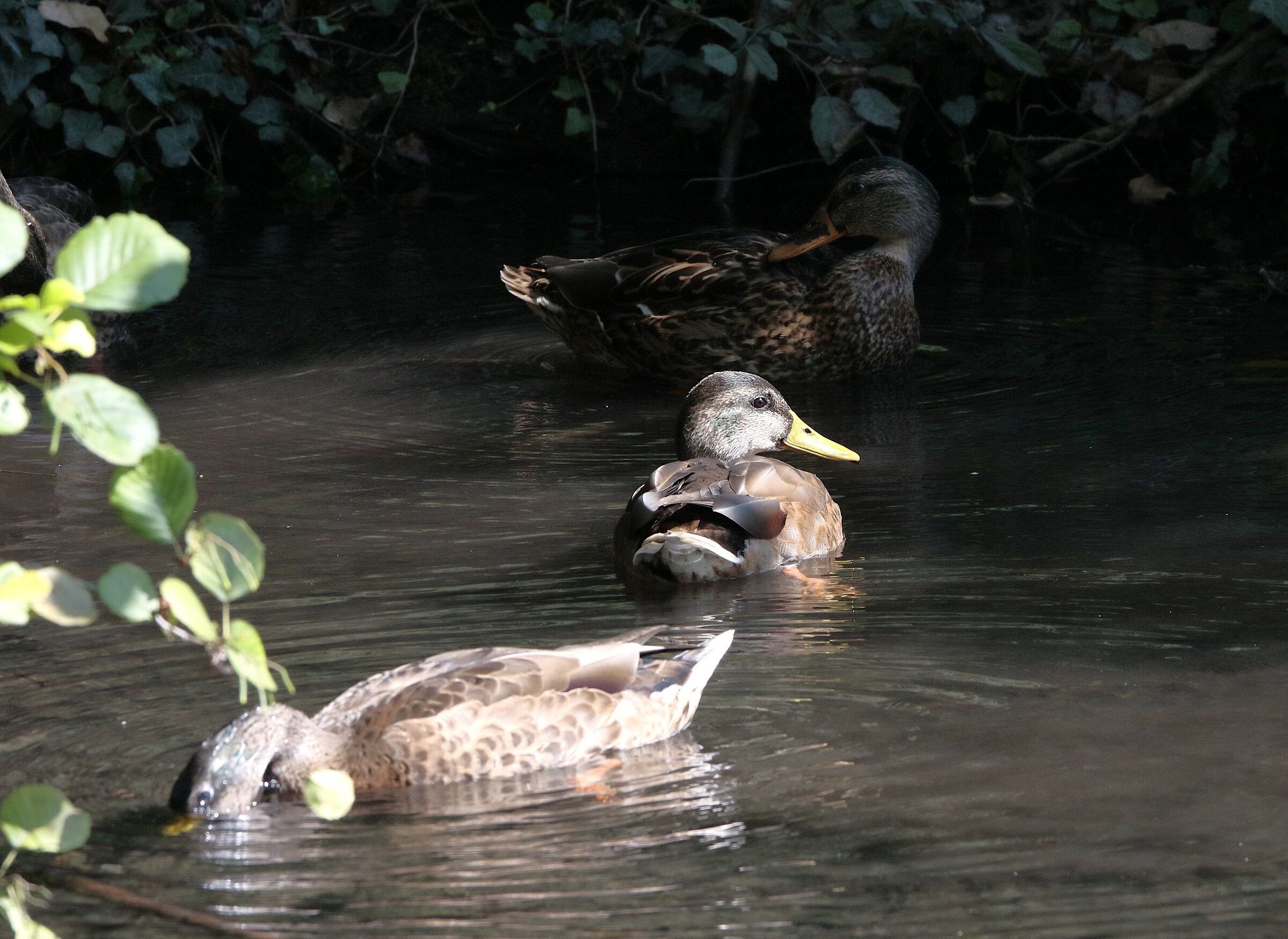 sheltered from the heat