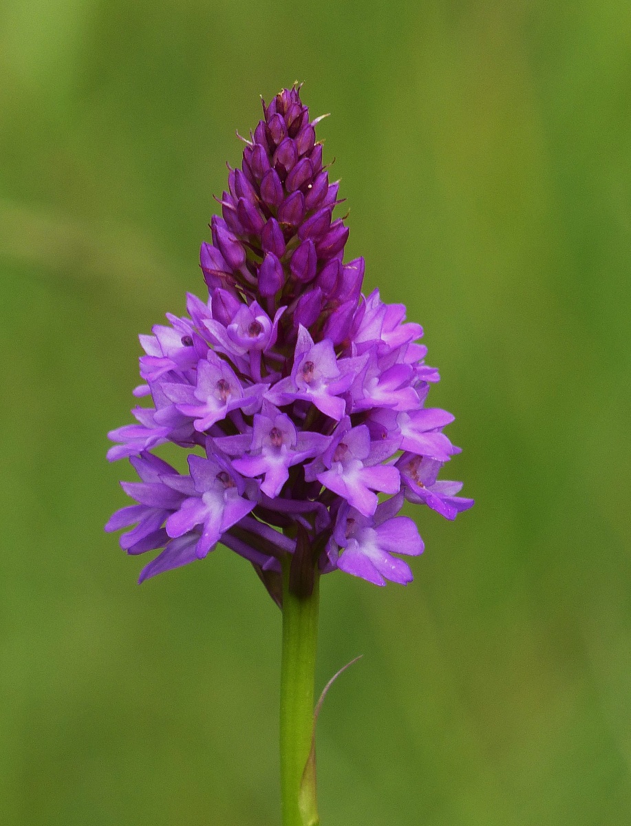 Anacamptis pyramidalis - Orchidea piramidale