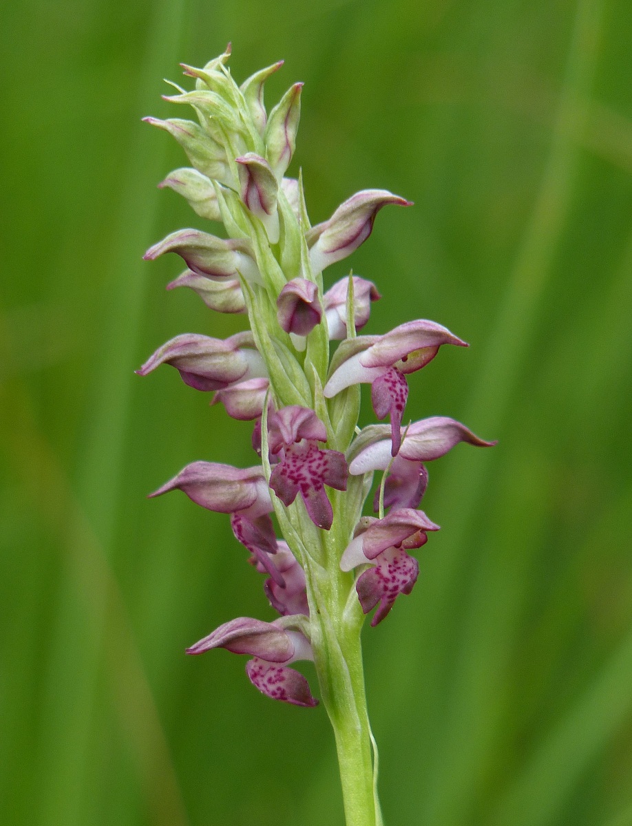 Orchis coriophora - Orchidea cimicina
