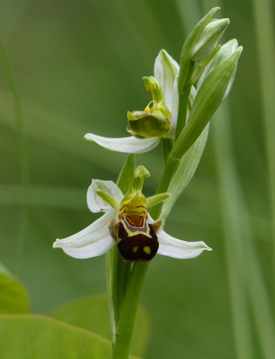 Ophrys apifera - Ofride fior d'ape