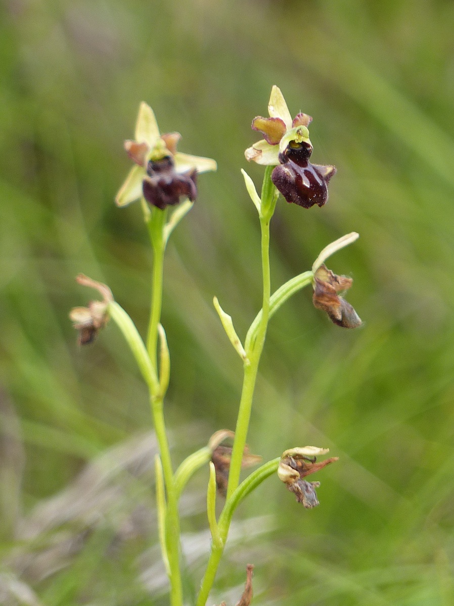 Ophys sphegodes ssp. atrata - Ofride nerarstra