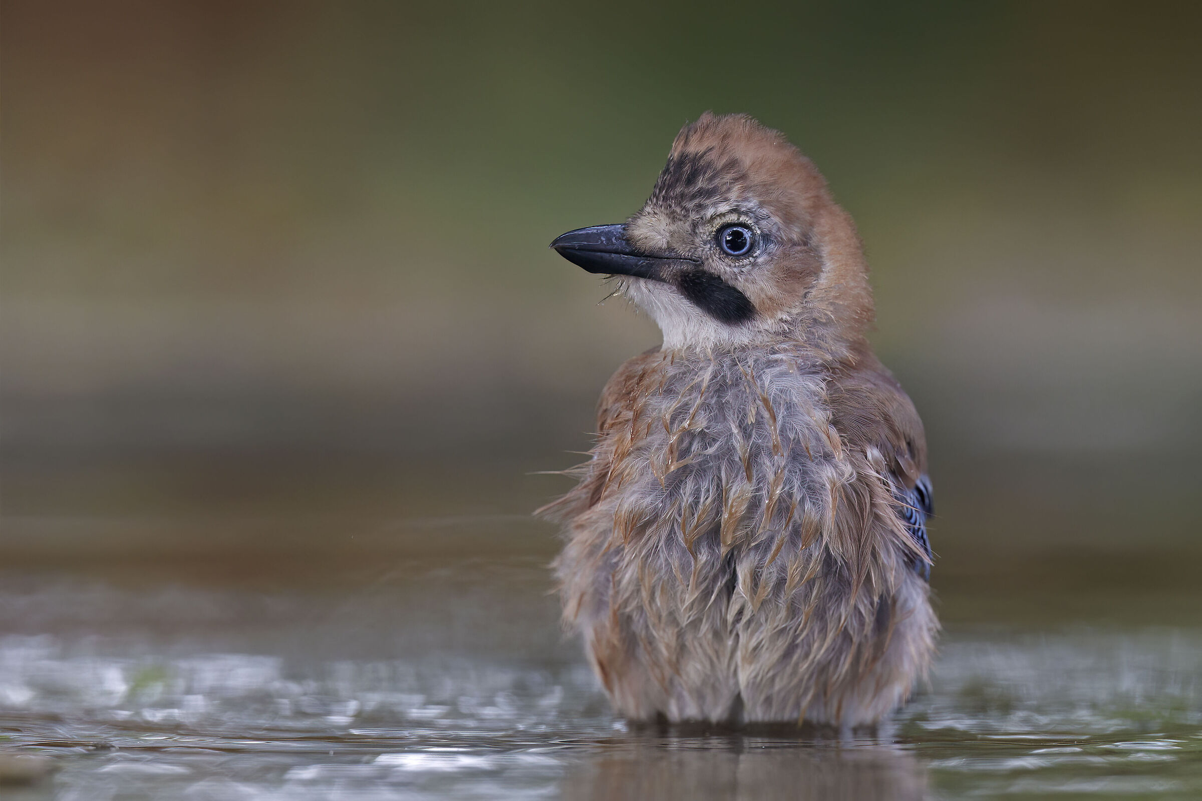 Refreshing bath