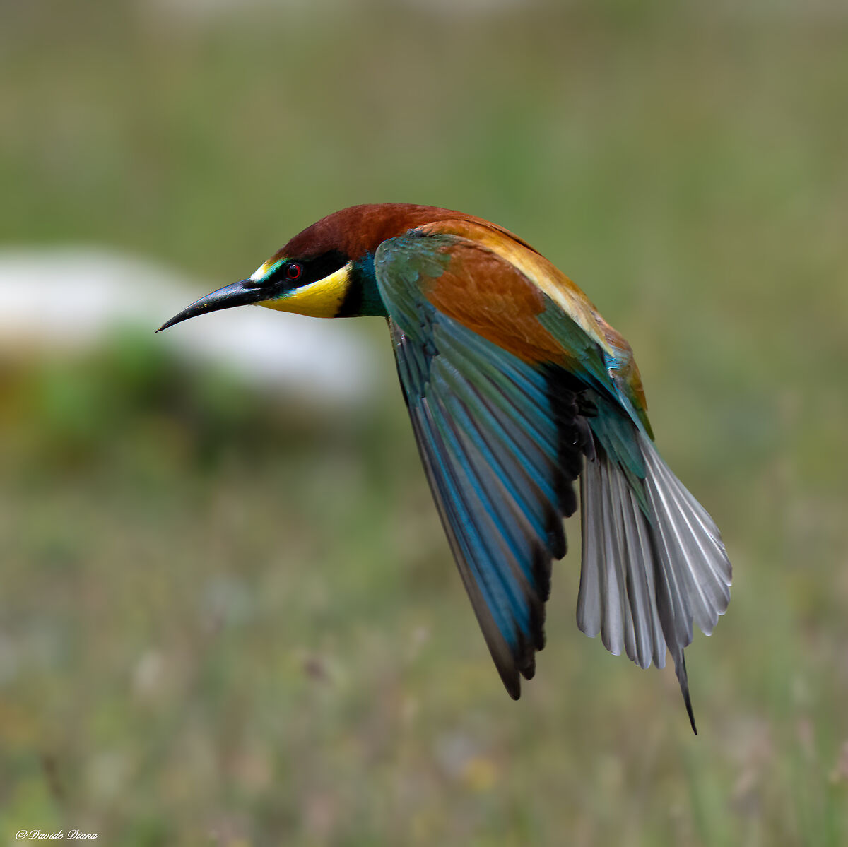 Bee-eater