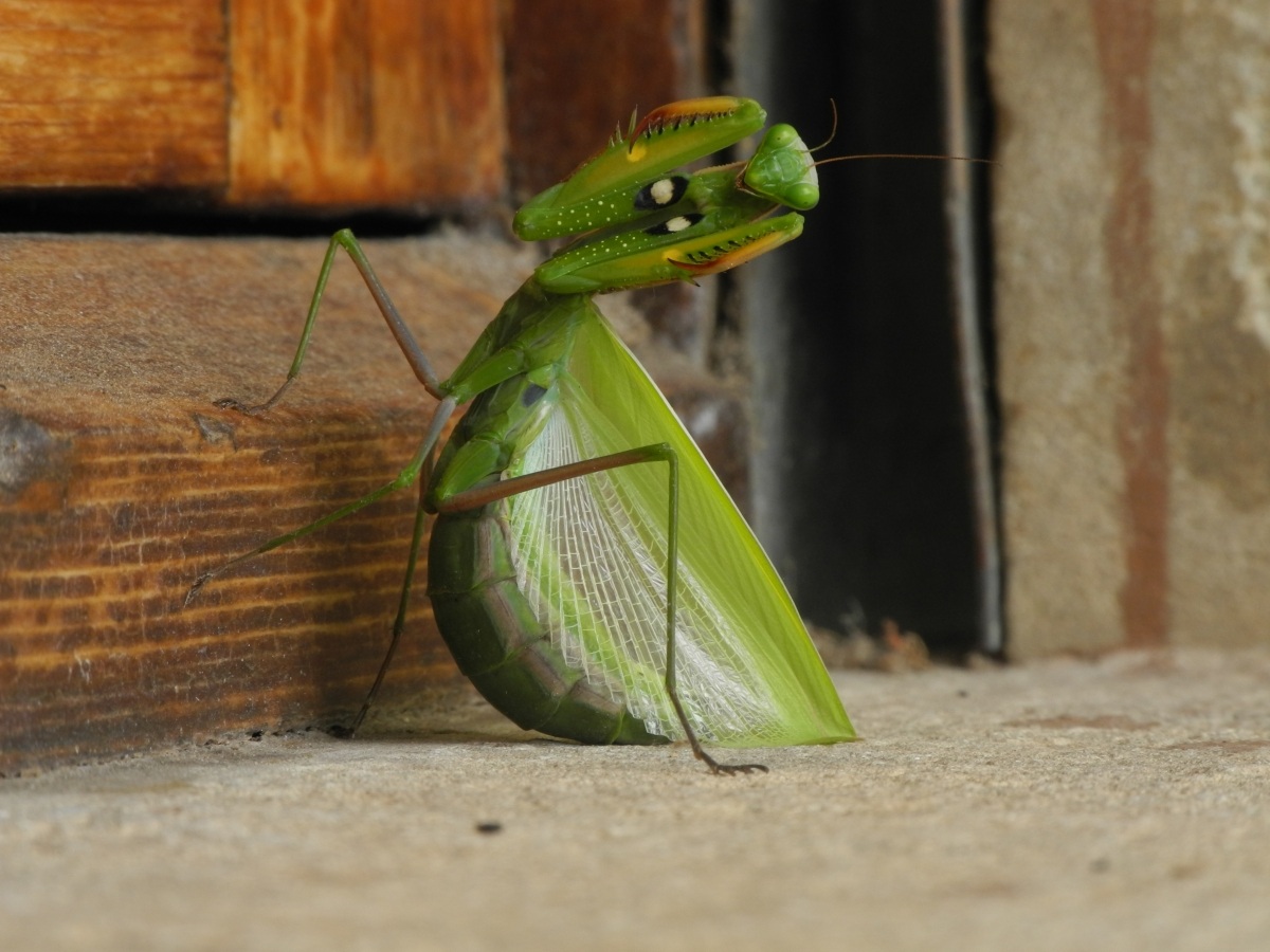 mantis