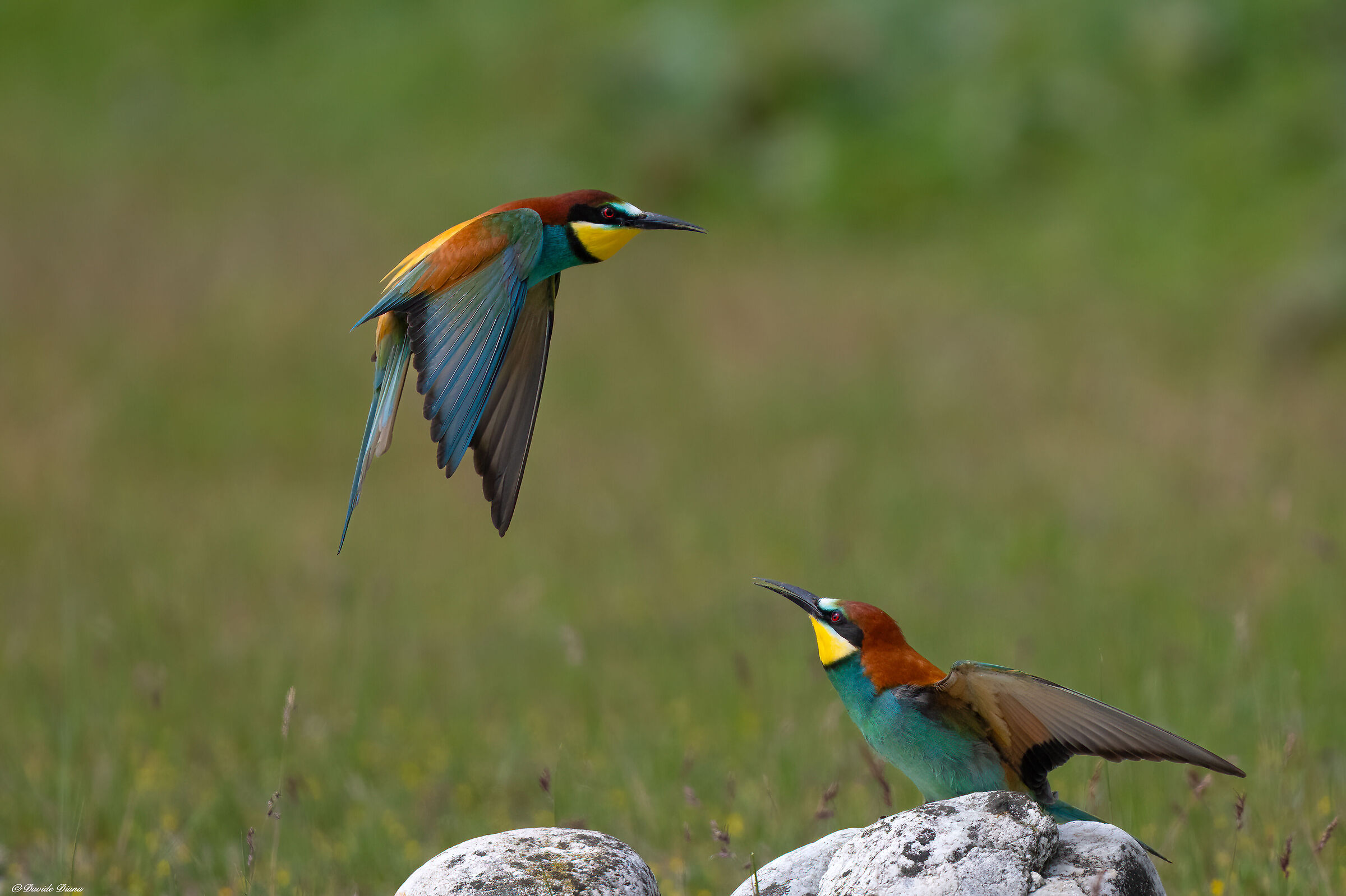 Bee-eater