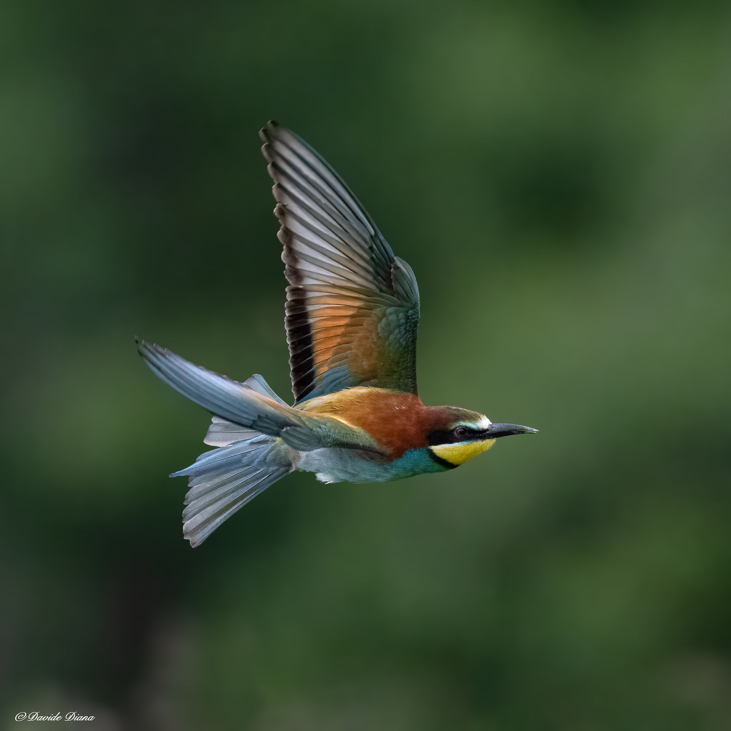 Bee-eater