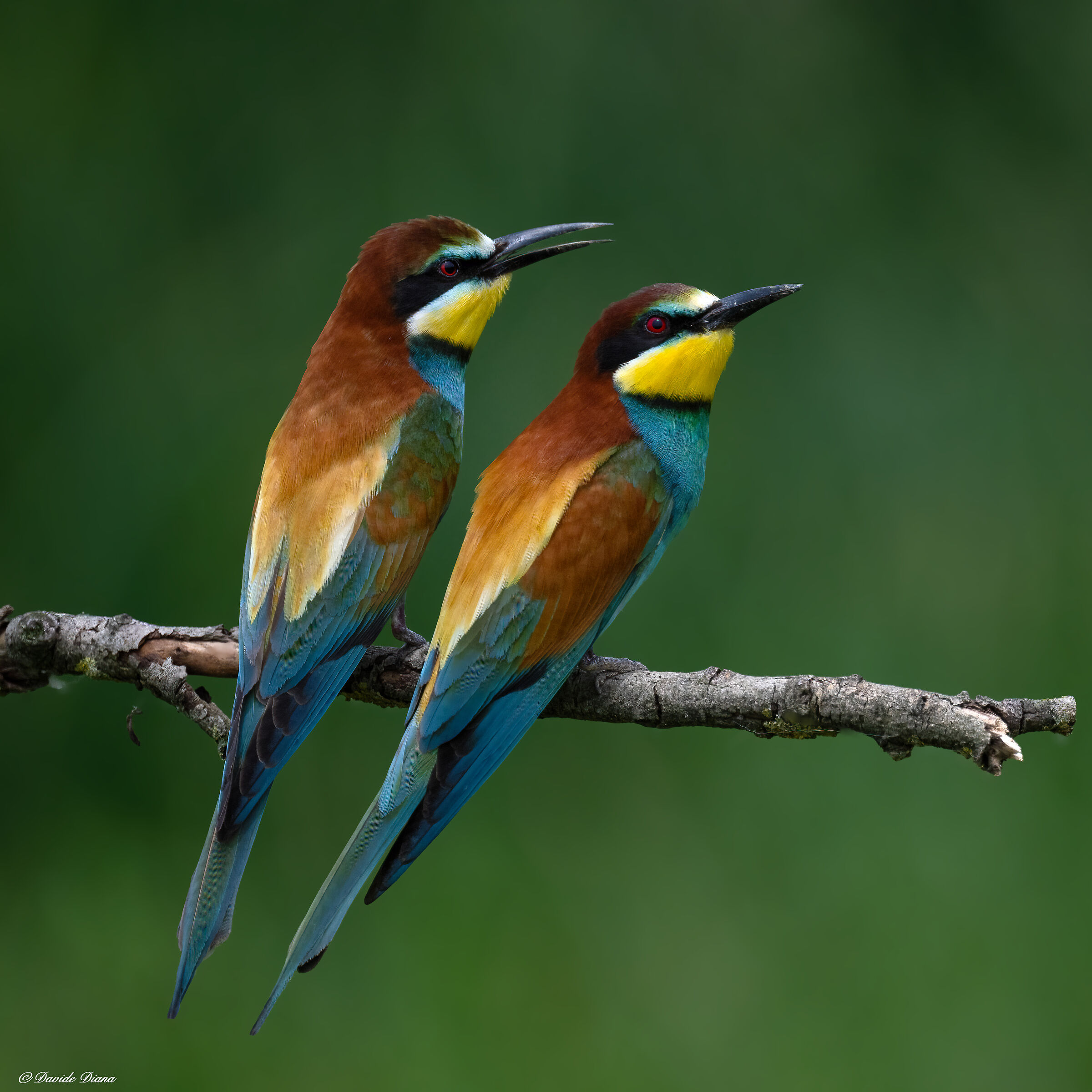 Bee-eater