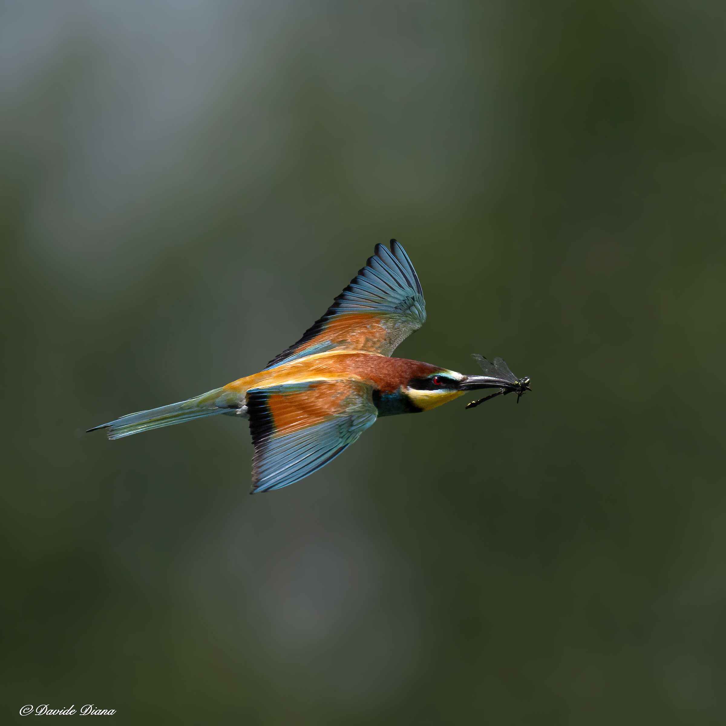 Bee-eater