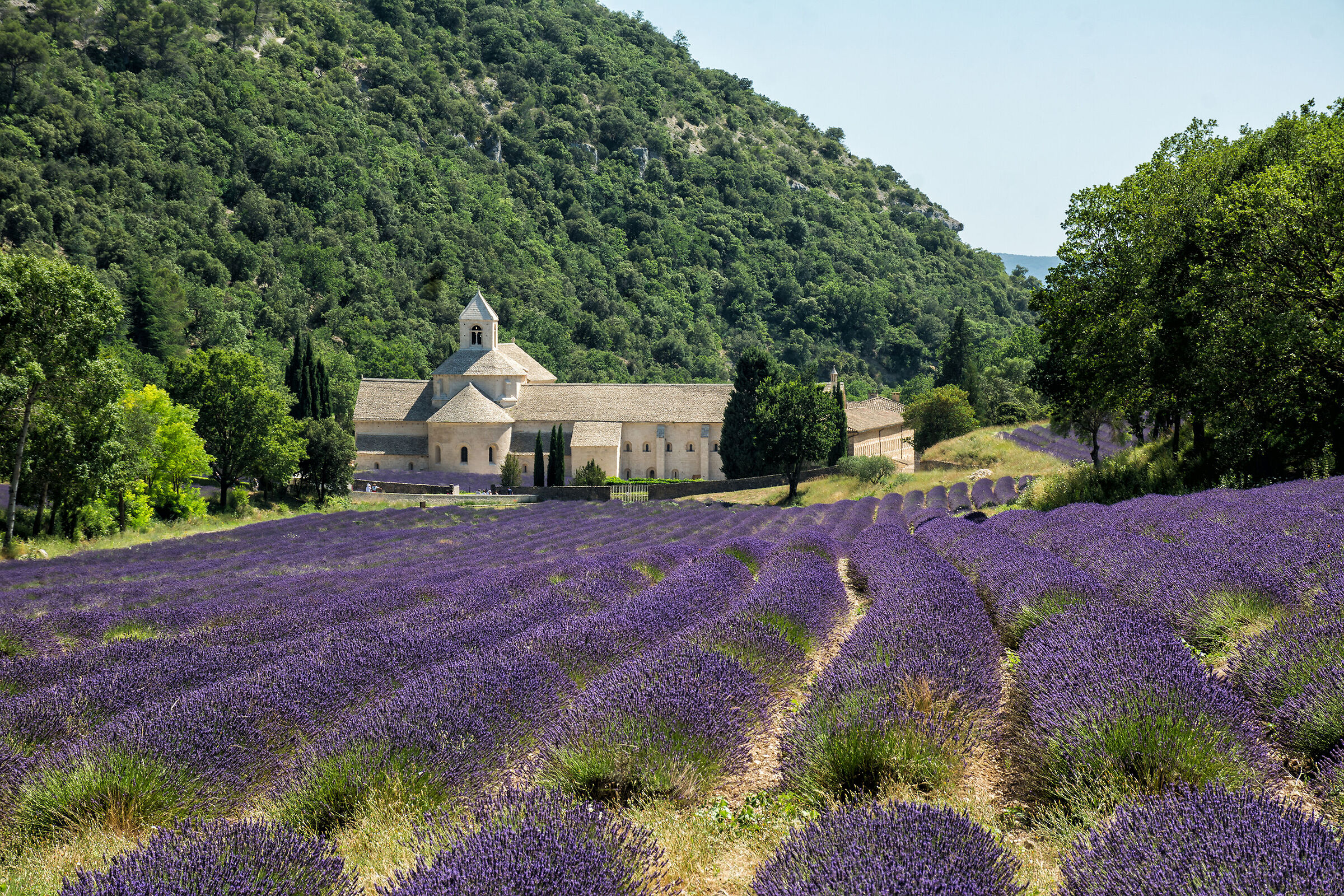 La lavanda e l'Abbazia