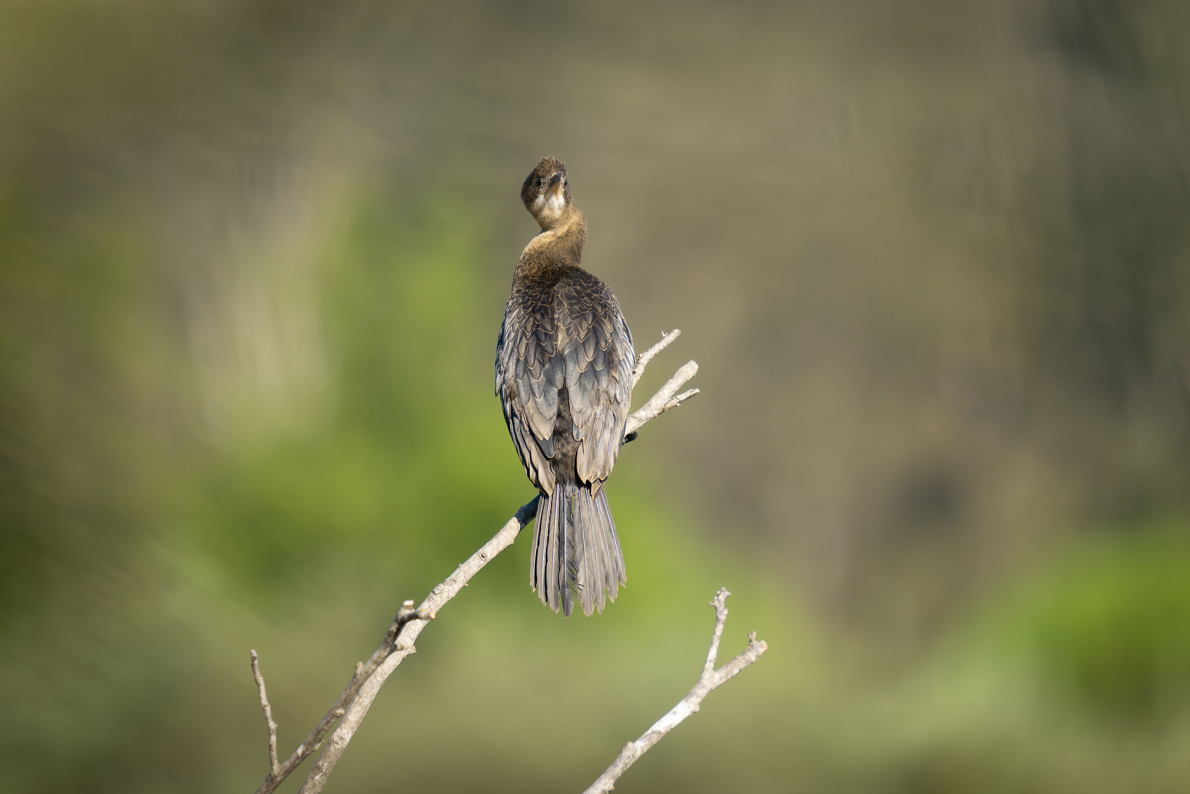 Cormorant