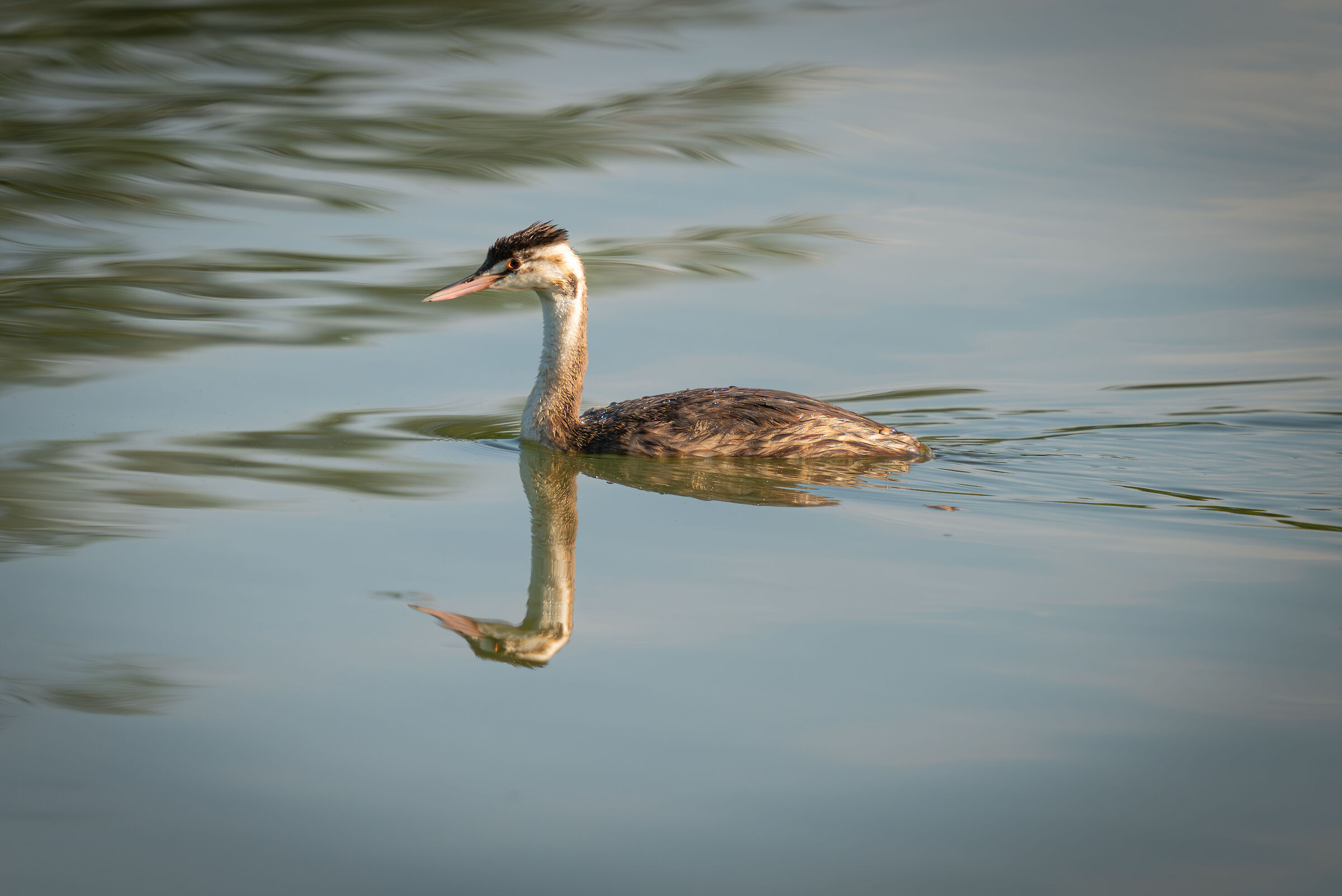 Great crested grebe
