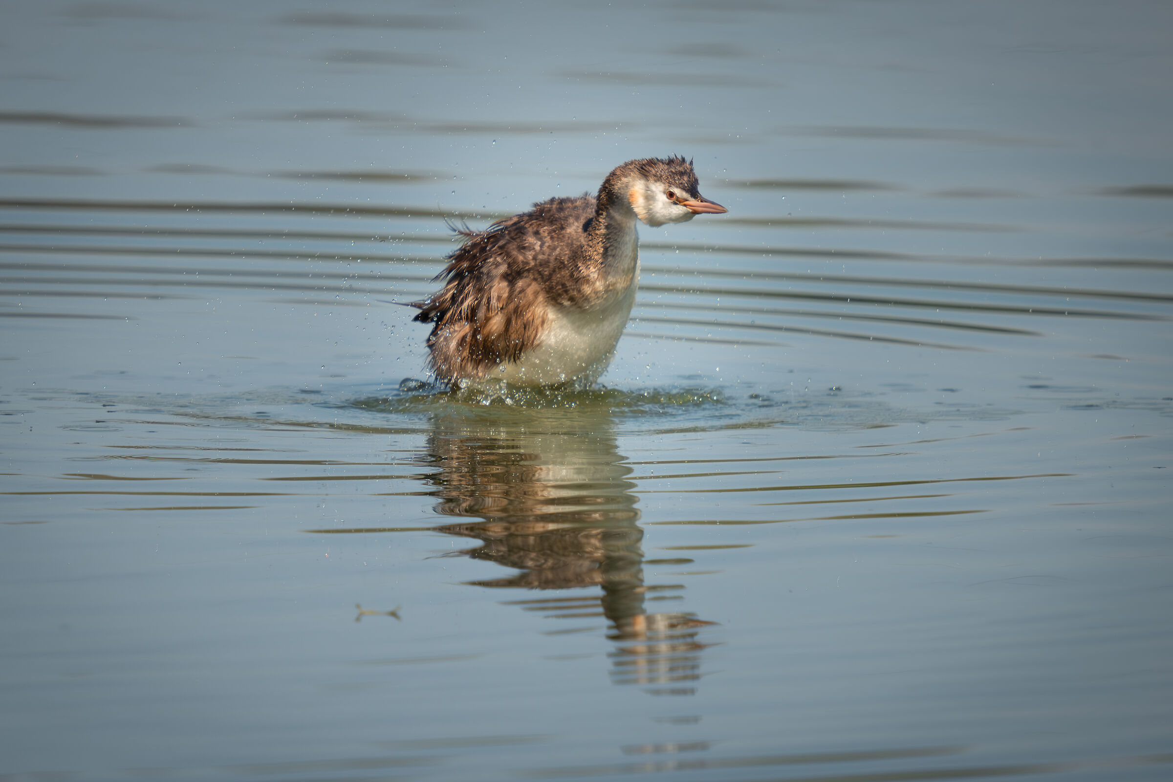 Great crested grebe