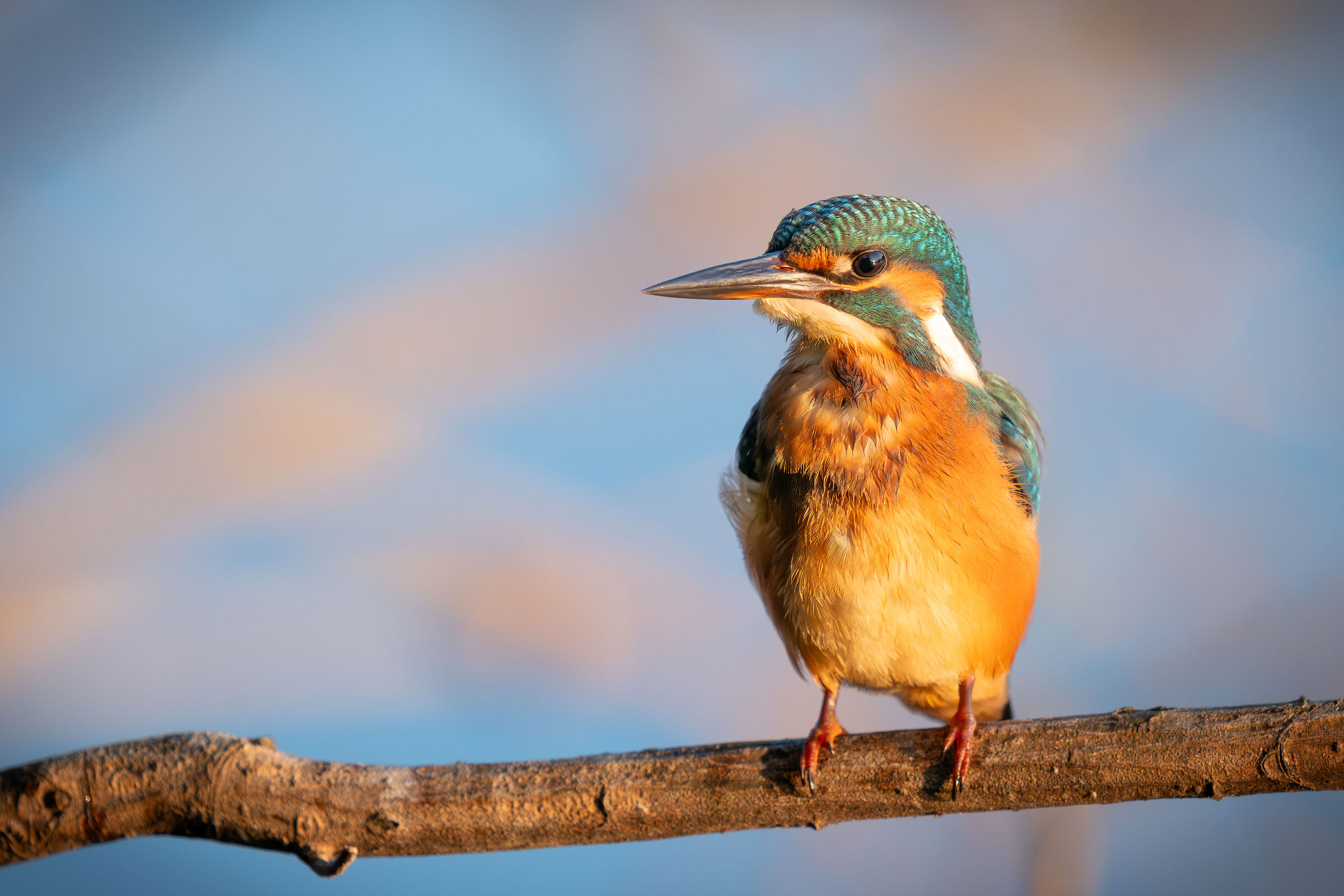 Kingfisher