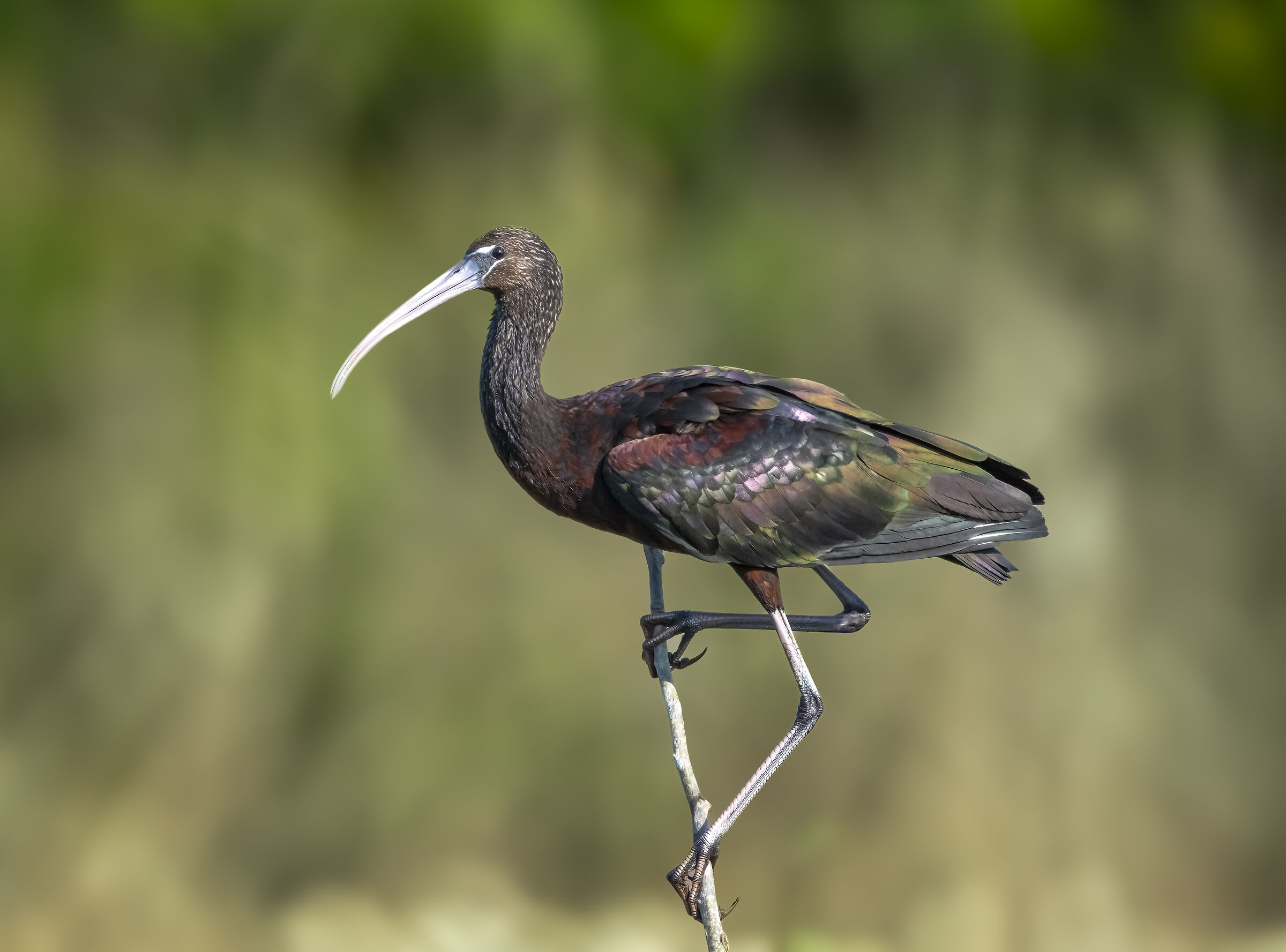 Mignattaio (Plegadis falcinellus)