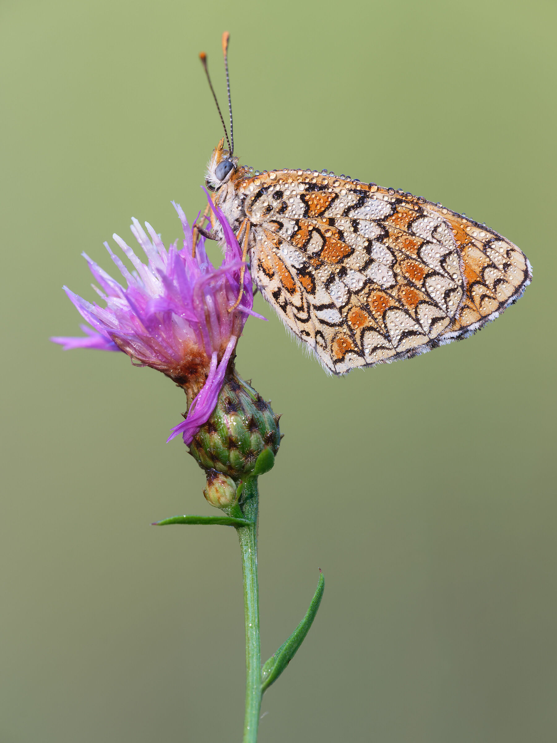 Melitaea phoebe