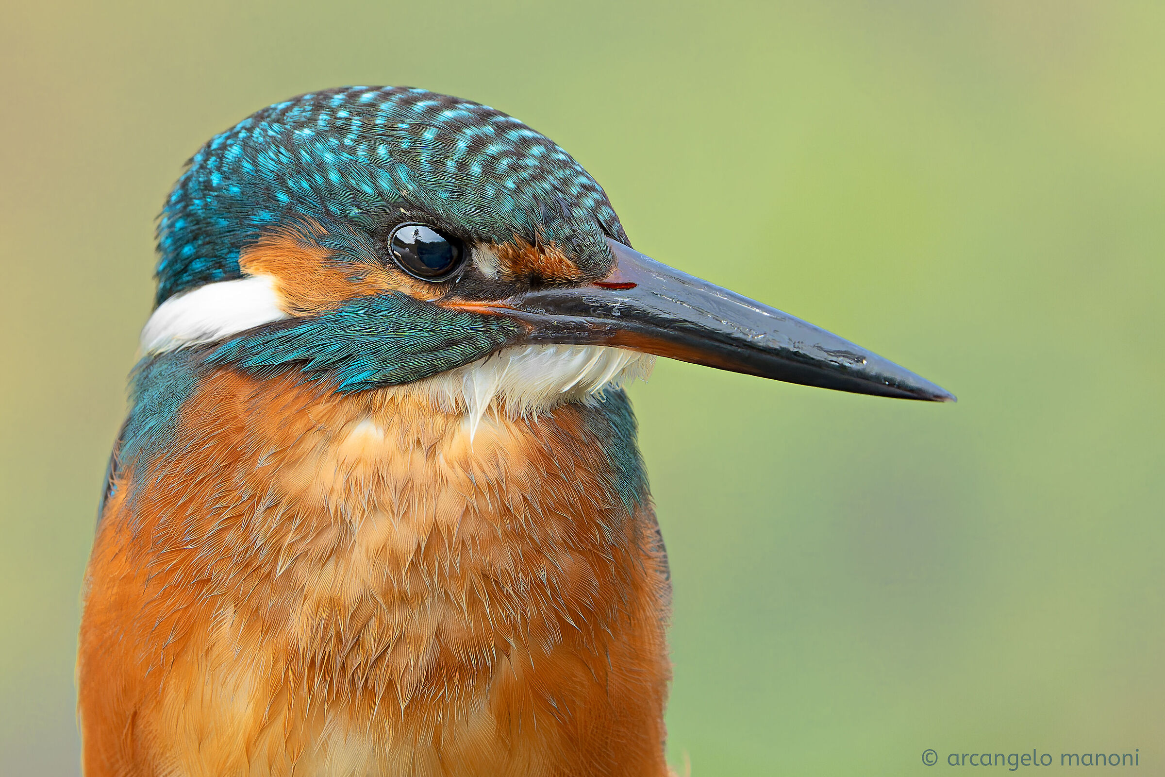 Pronto per la fototessera