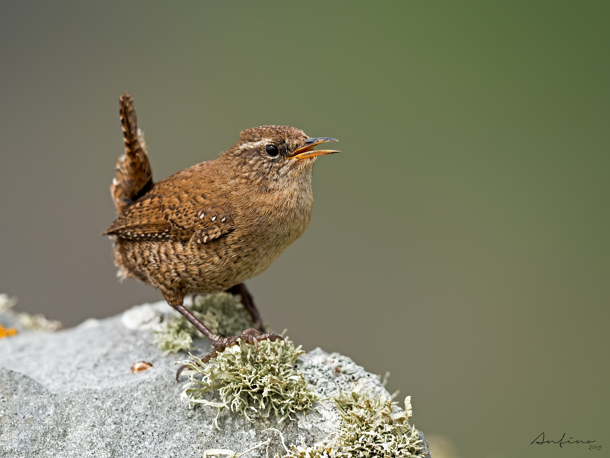 Uno scricciolo scozzese