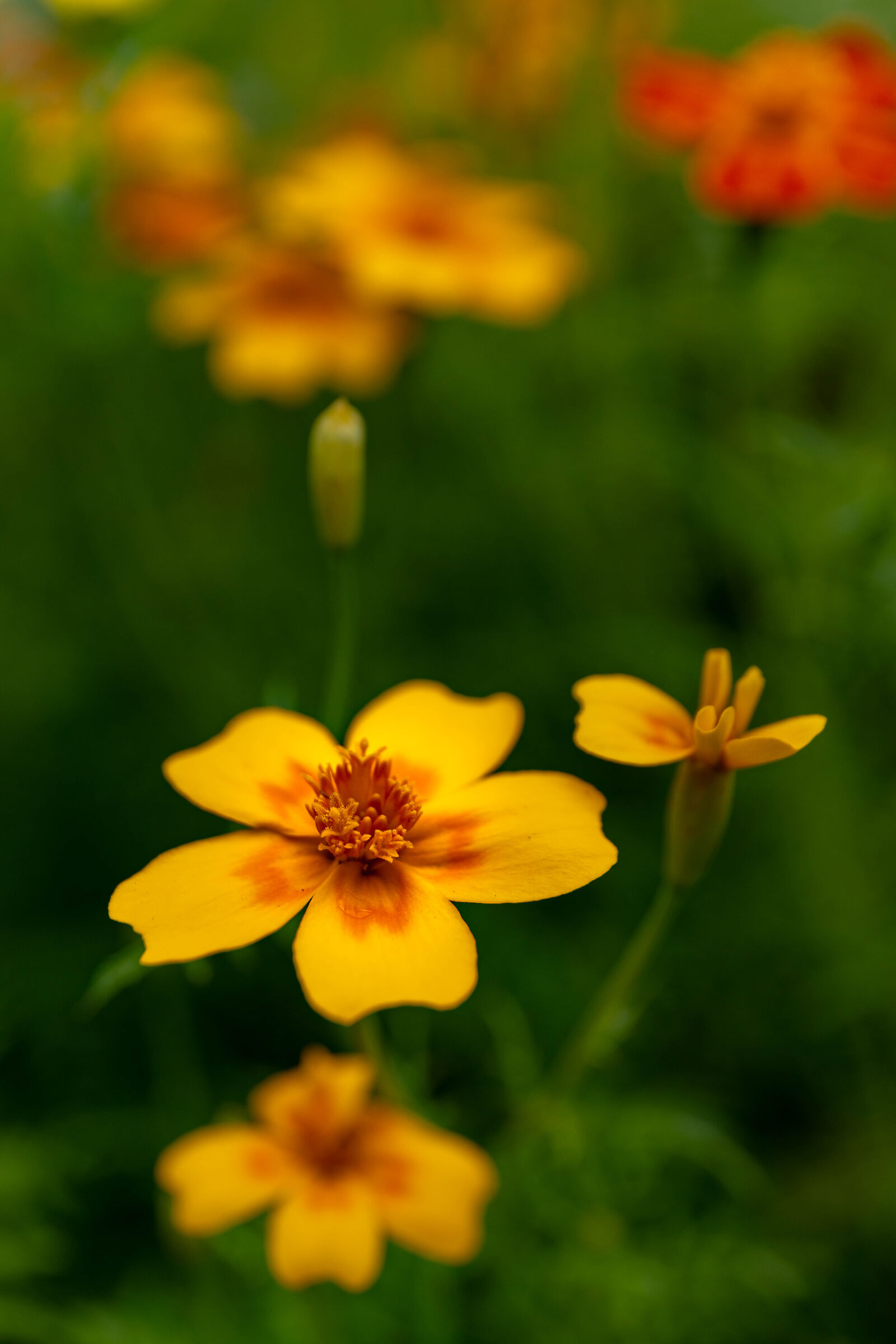 Common marigold