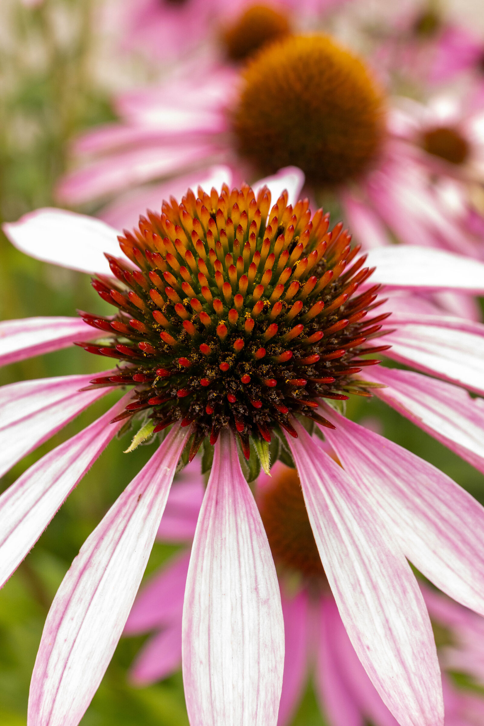 Echinacea purpurea