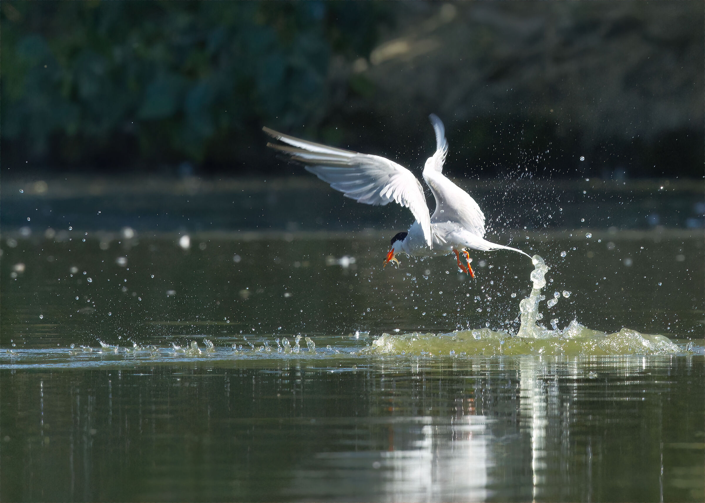 Tern fishing