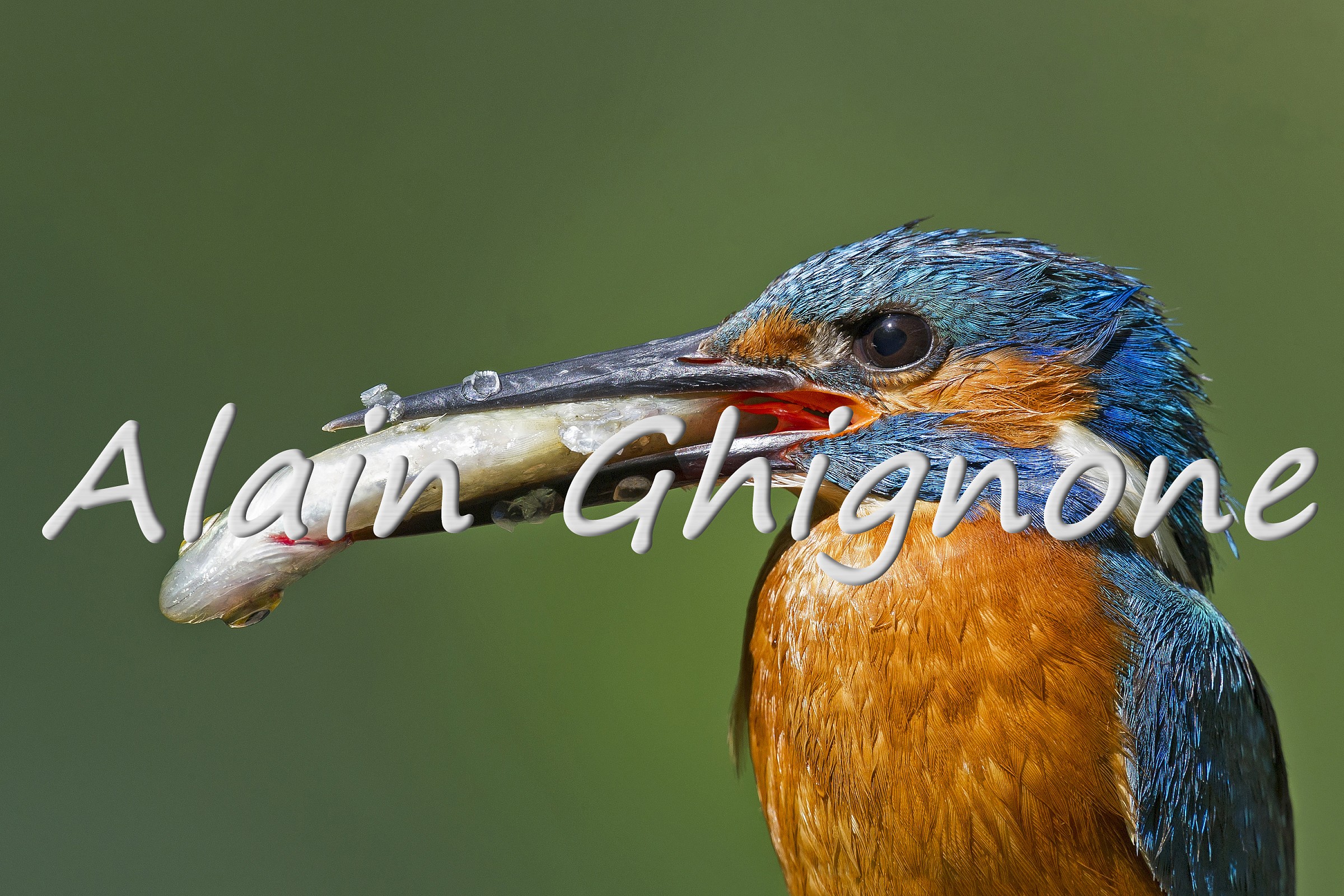 martin pescatore close-up