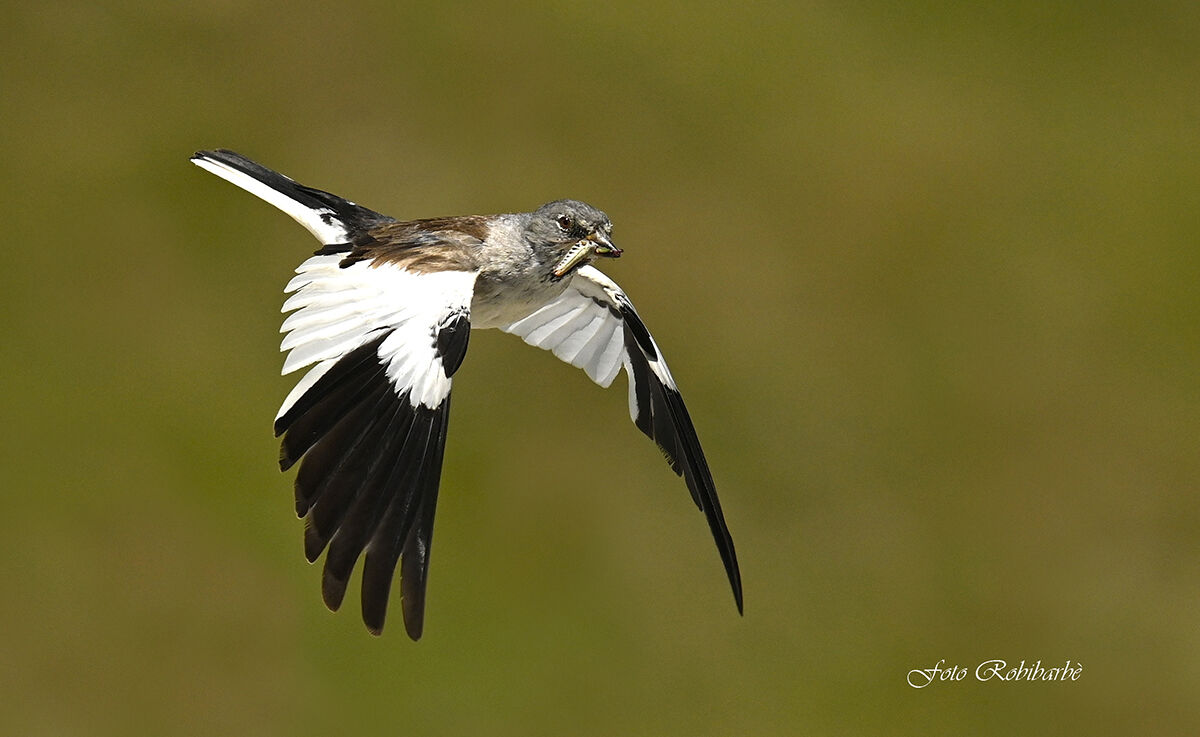 Fringuello Alpino...