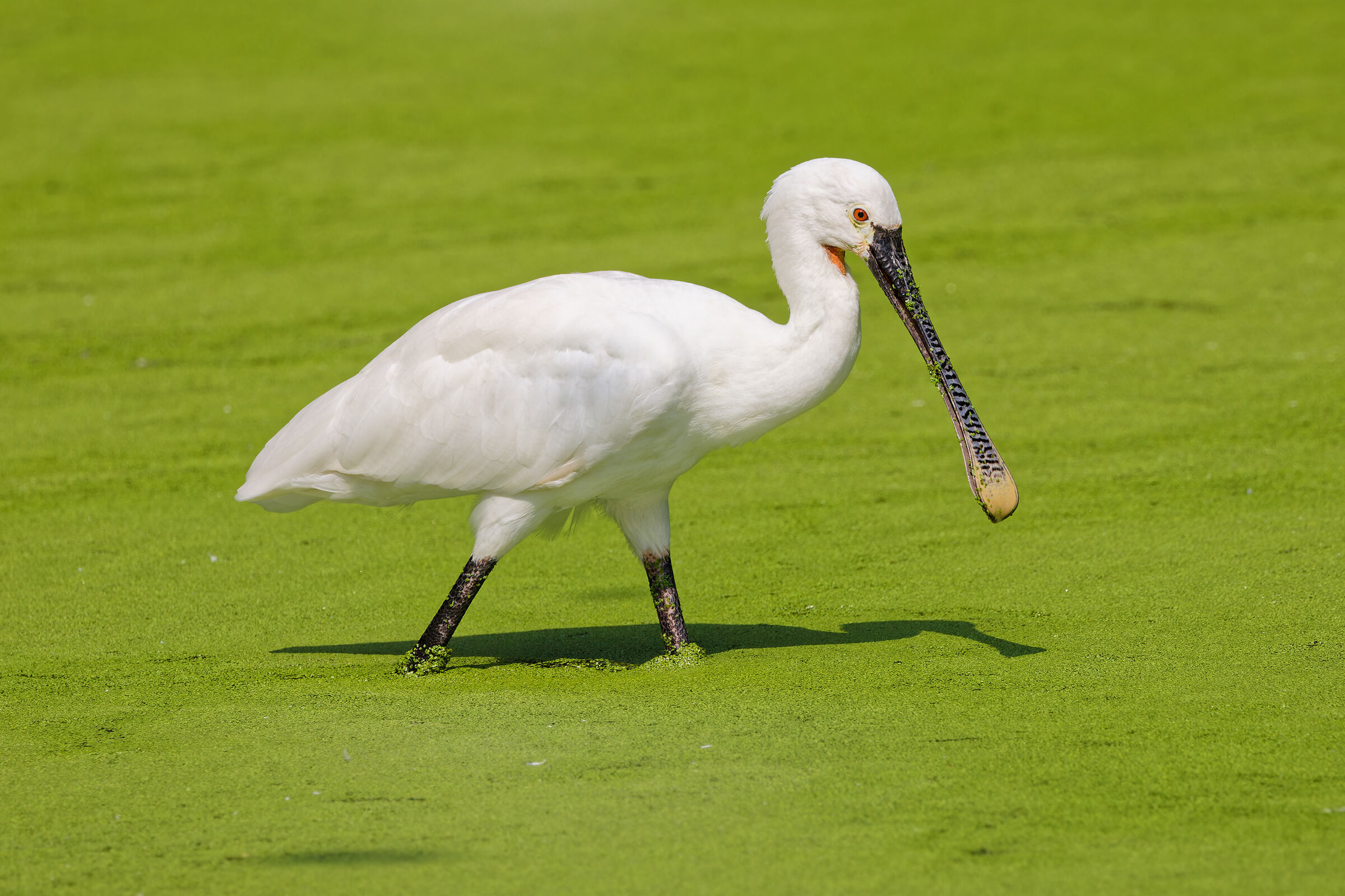 Spatola - Platalea leucorodia