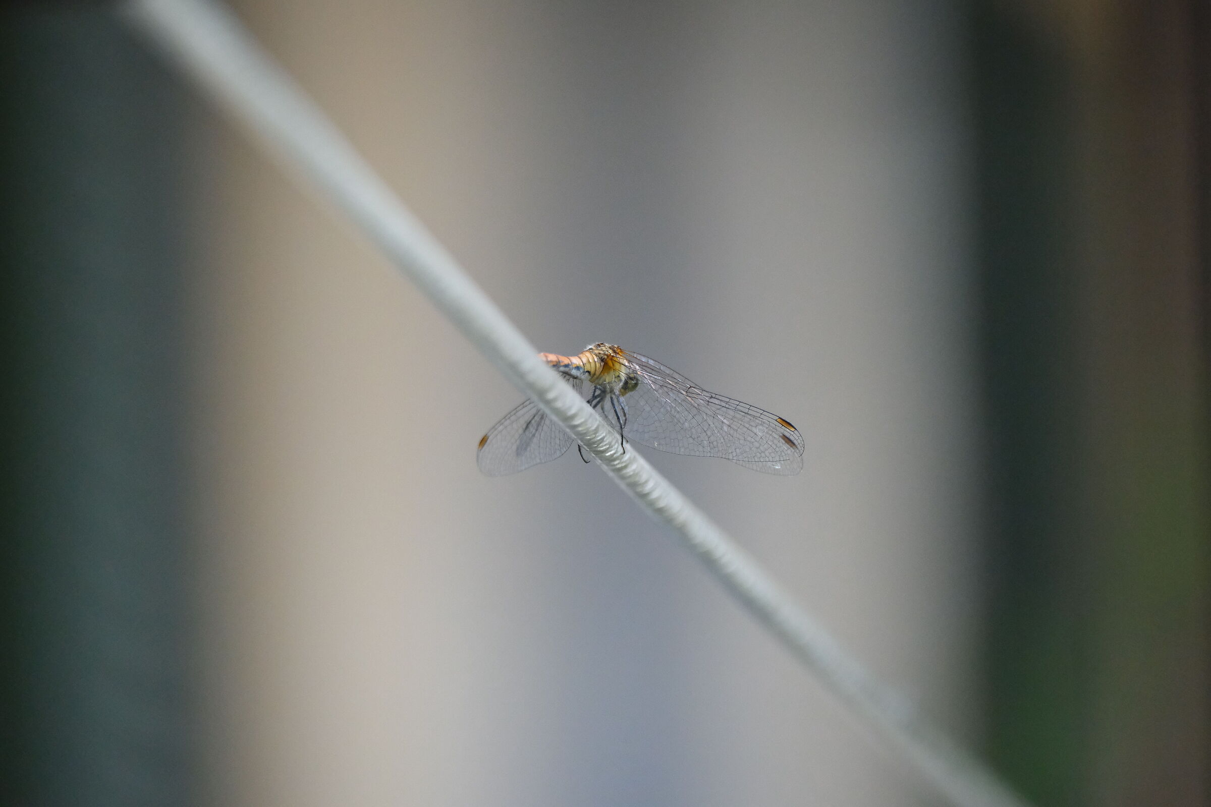 Dragonfly
