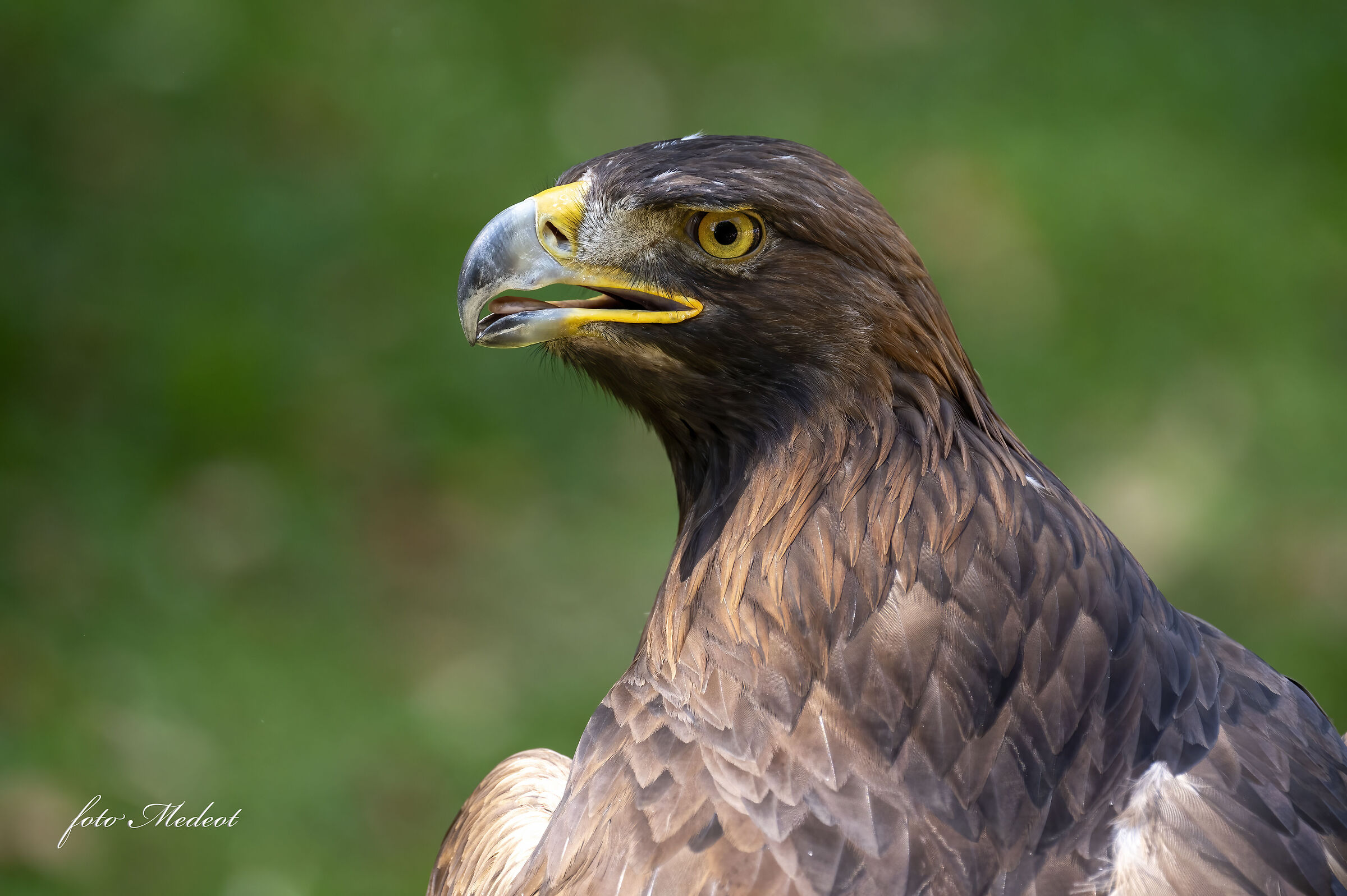 Golden eagle
