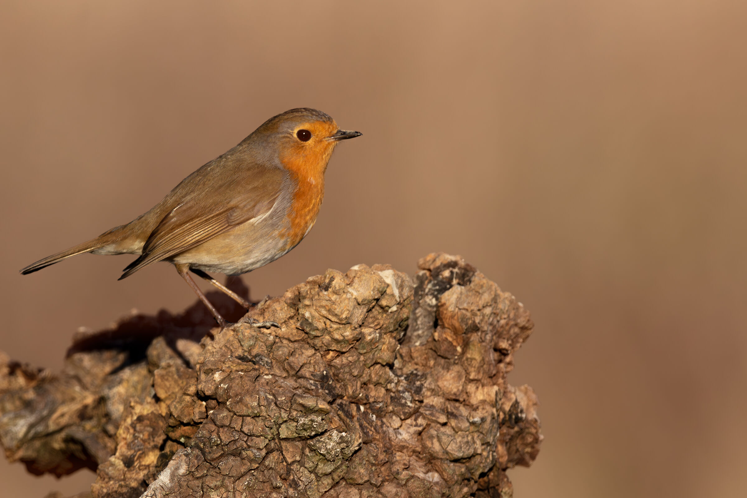 Robin