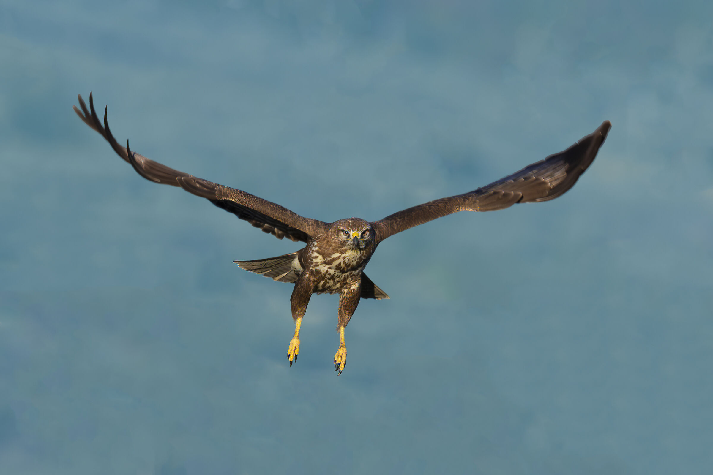 Buzzard