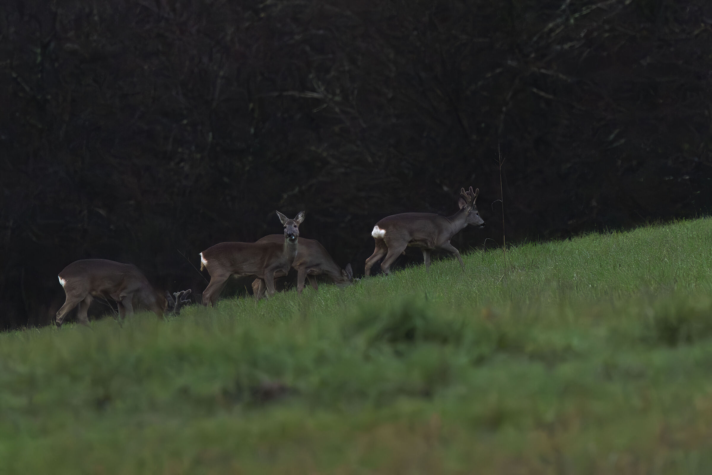 Roe deer