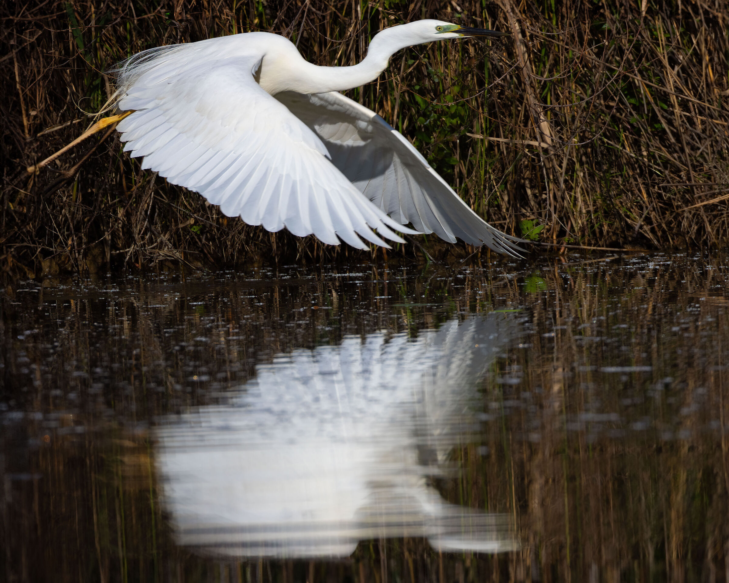 White Heron